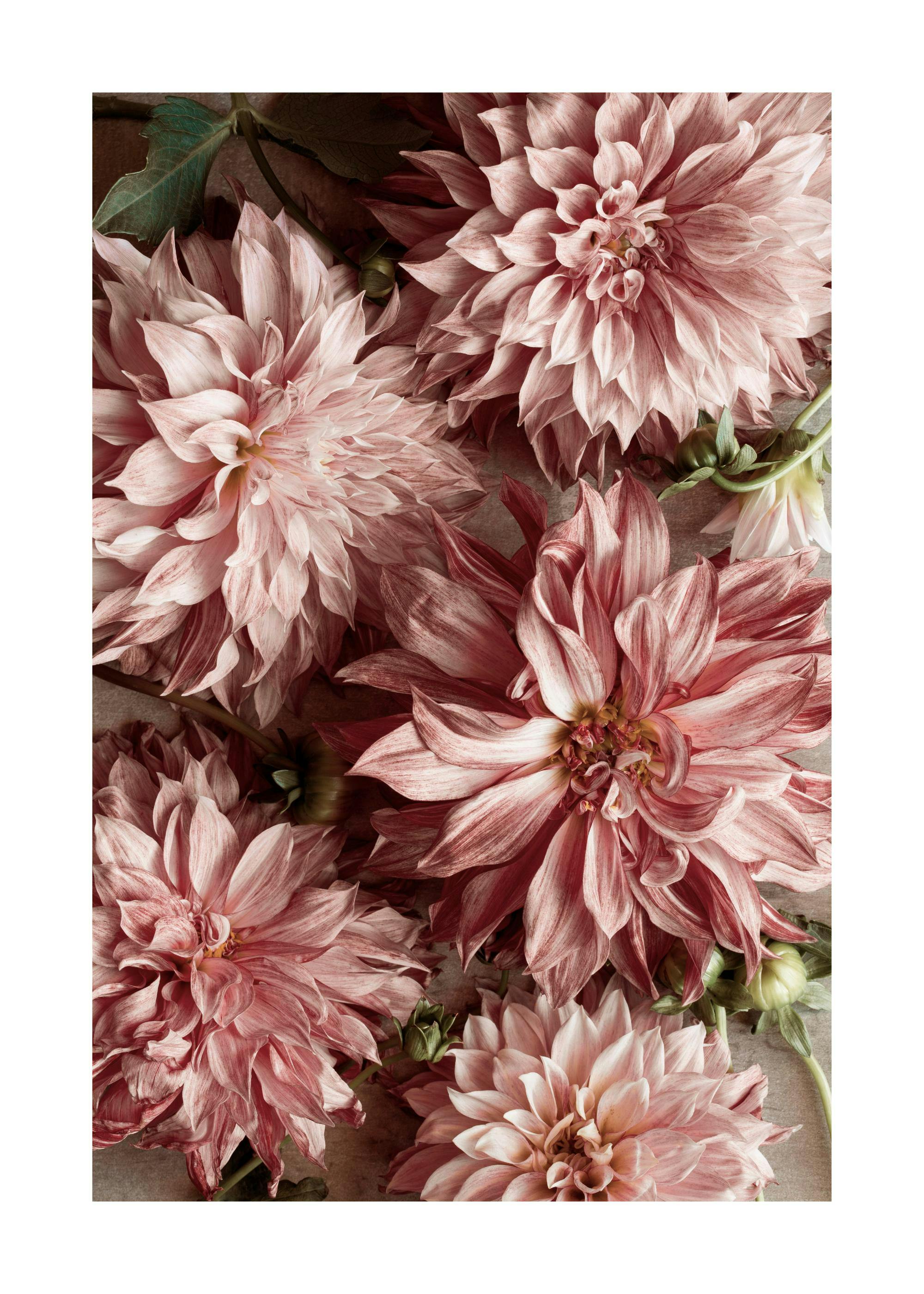 Romantic Dahlias Poster 0