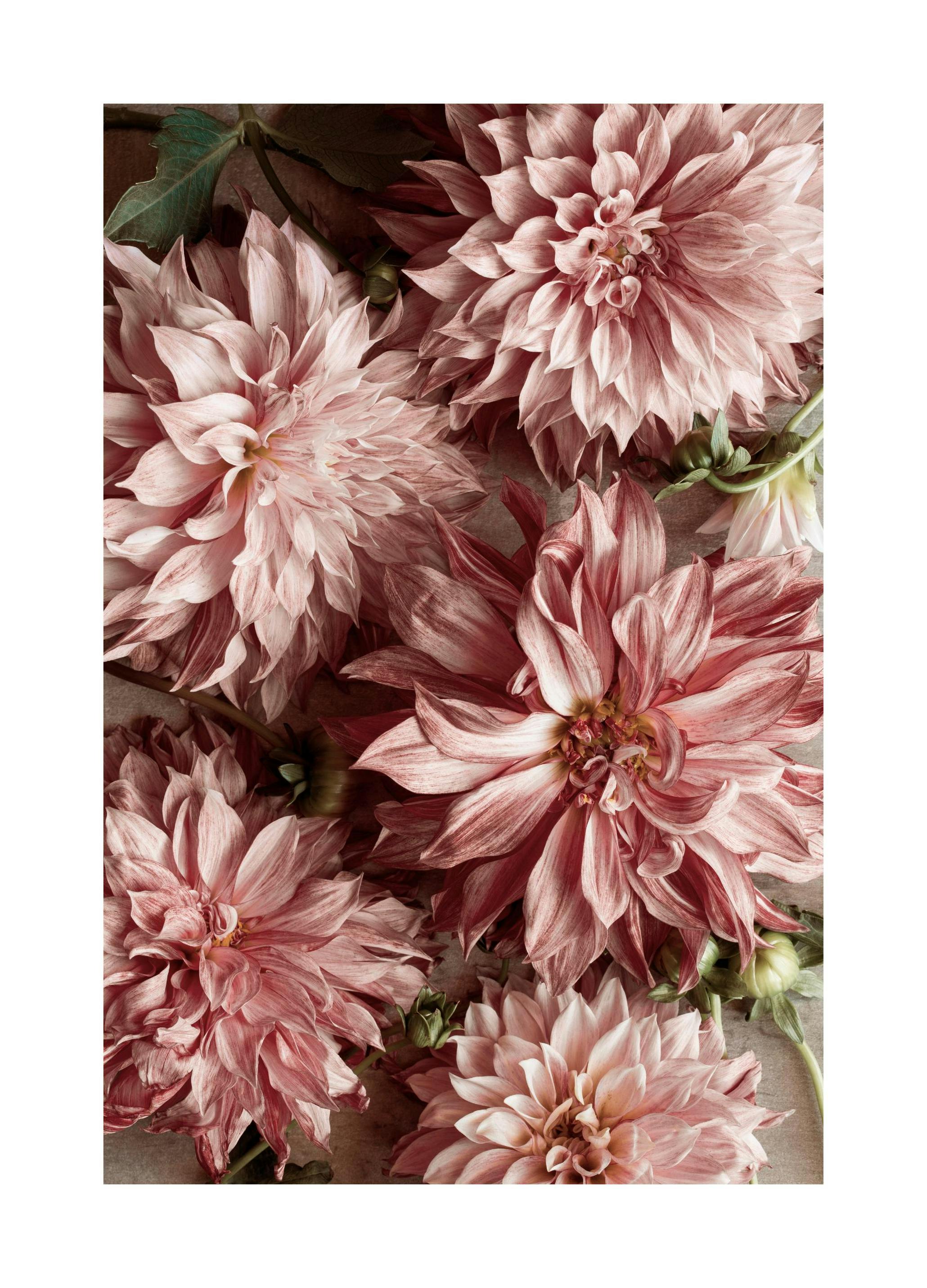 Romantic Dahlias Poster (30x40 cm) - Poster Store