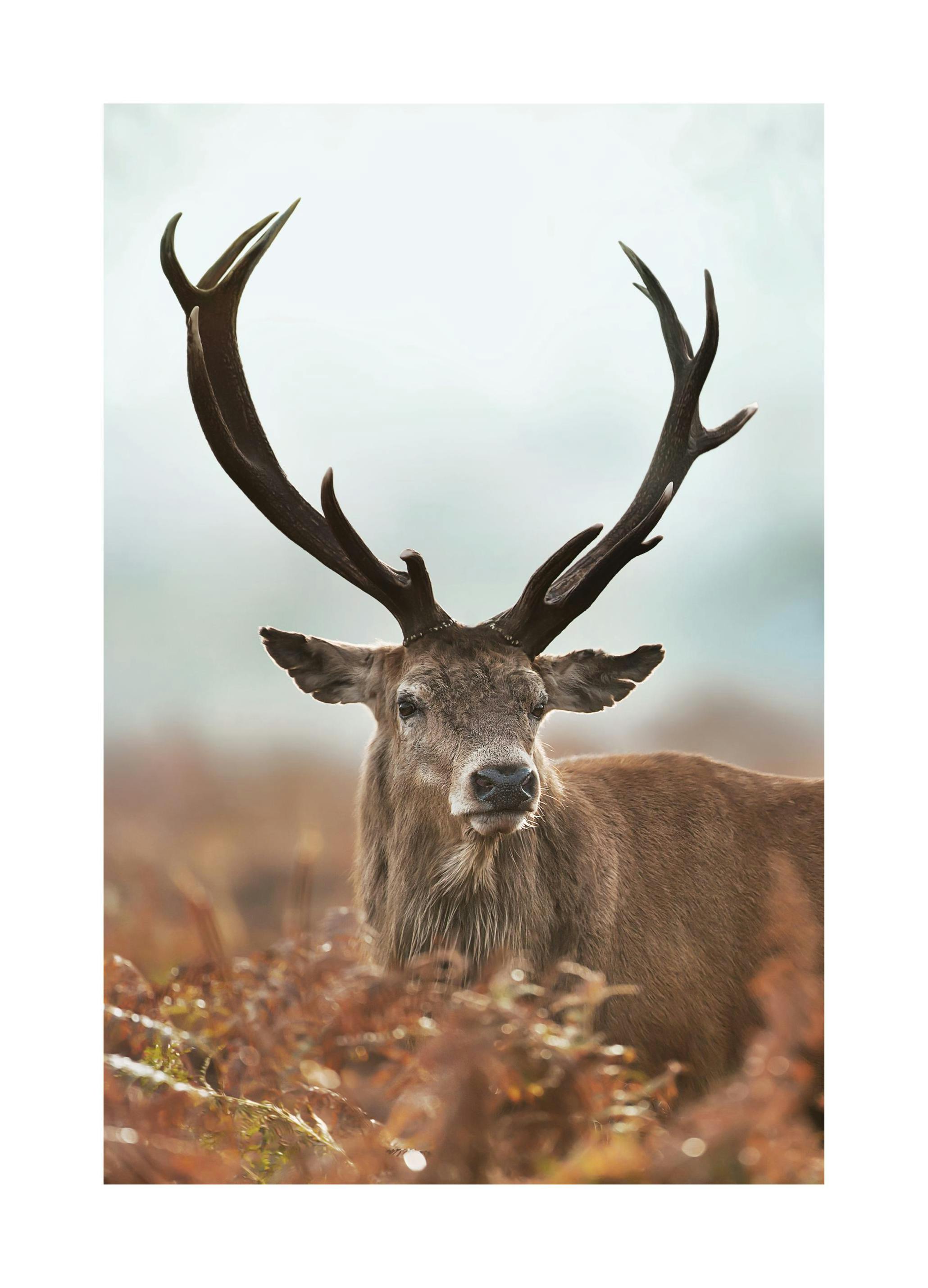 Forest Stag (30x40 cm) - Poster Store