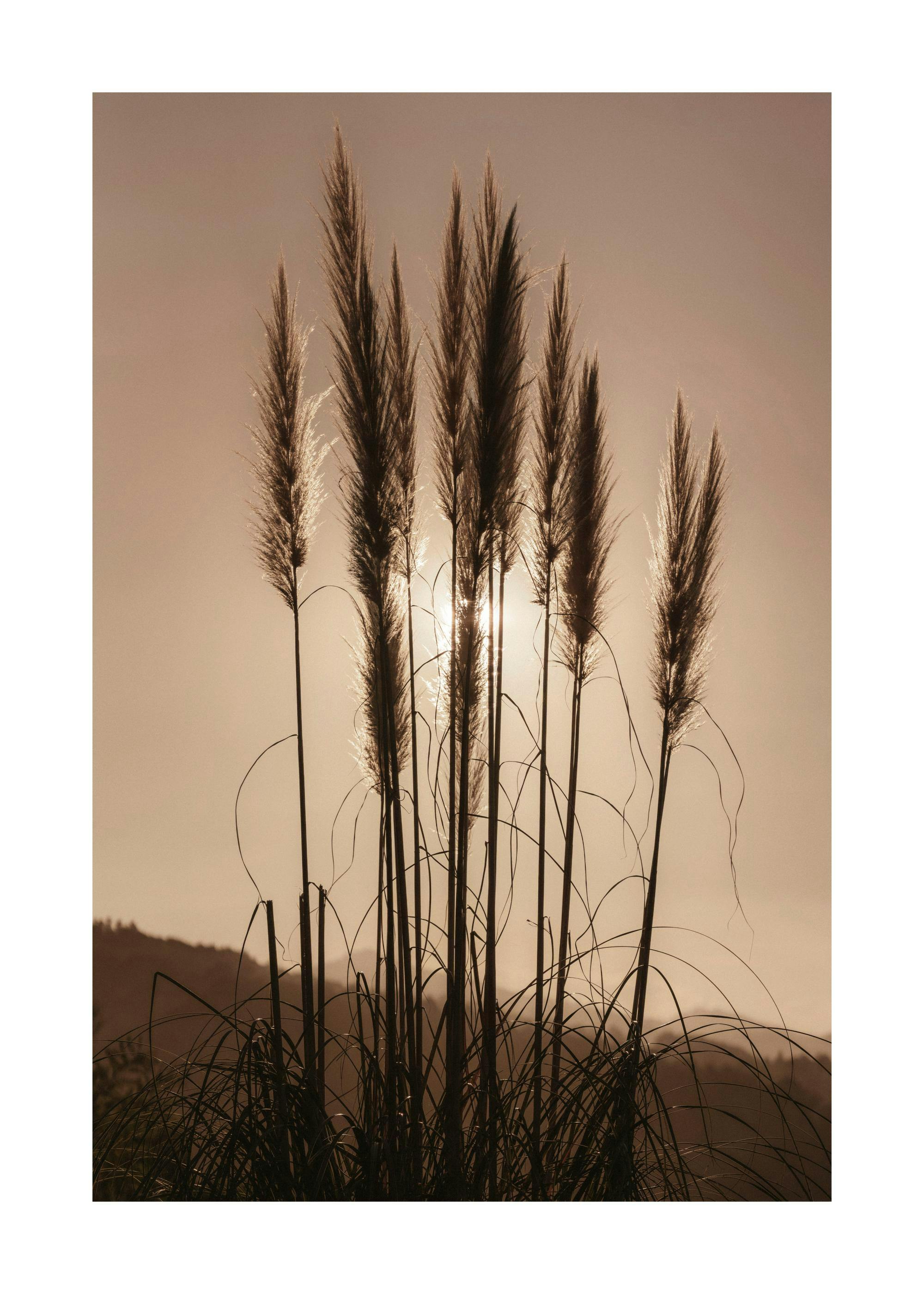 Poster di erba al tramonto 0
