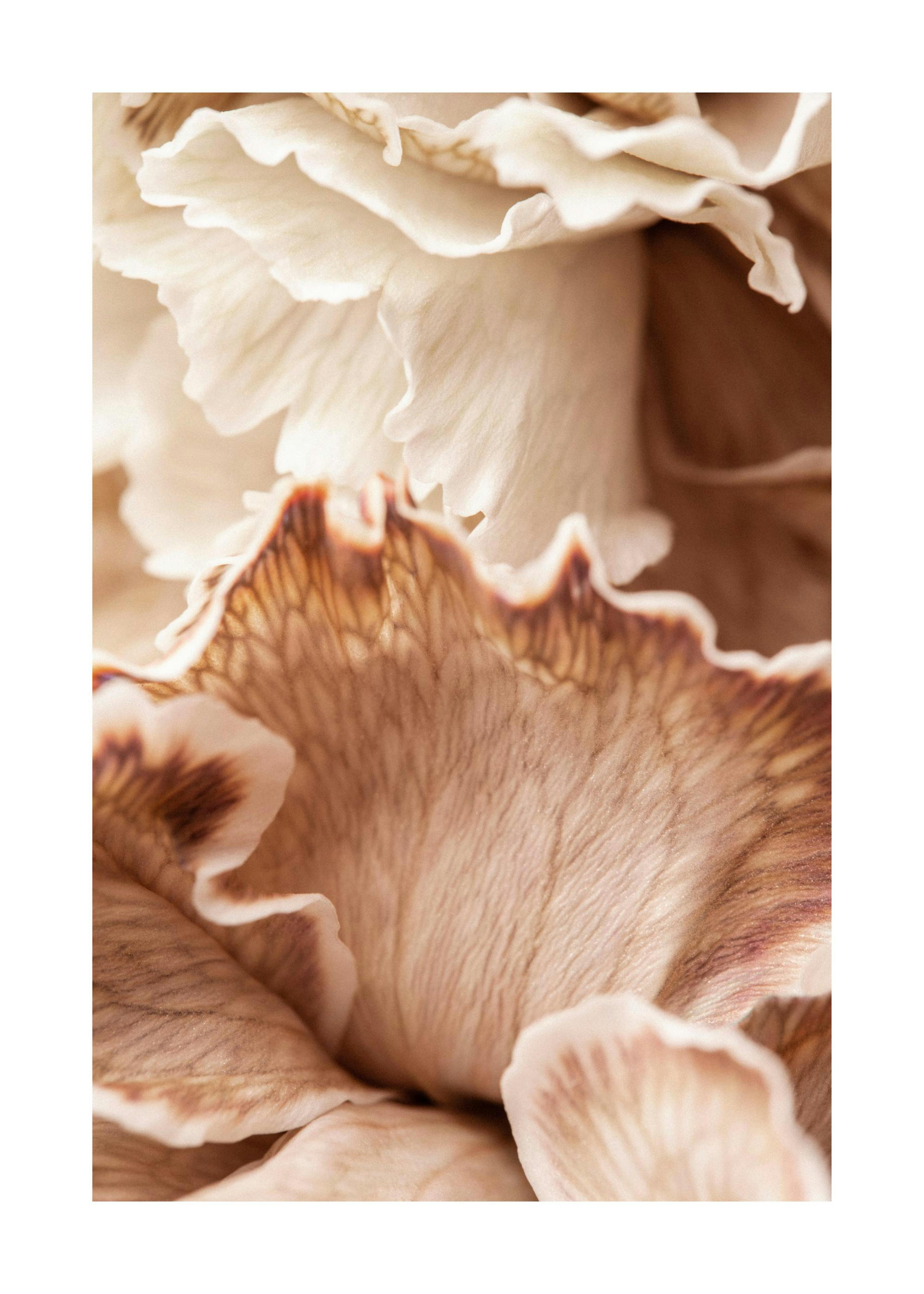 Flower Petals Poster 0