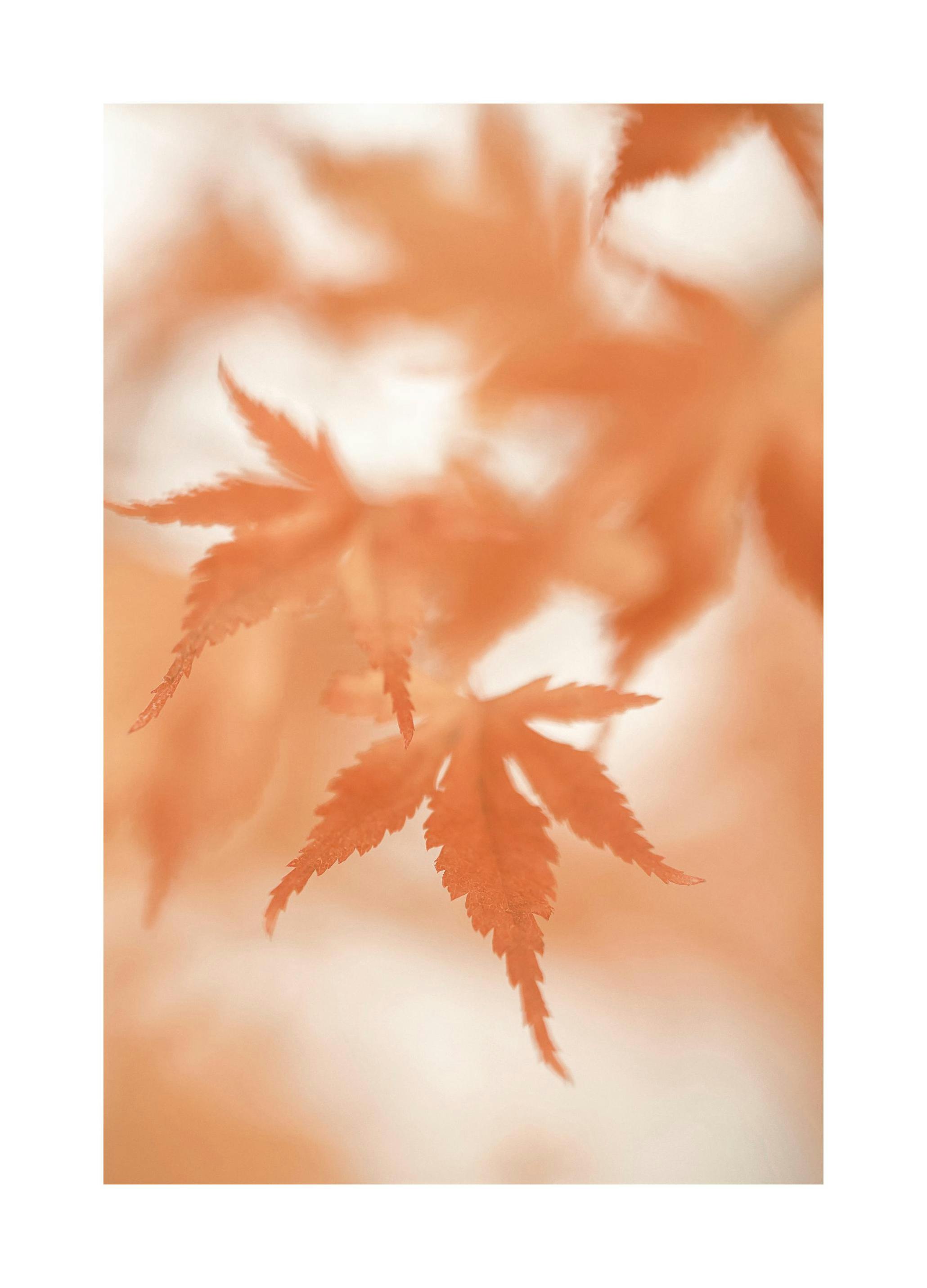 Poster di foglie di acero giapponese (21x30 cm) - Poster Store