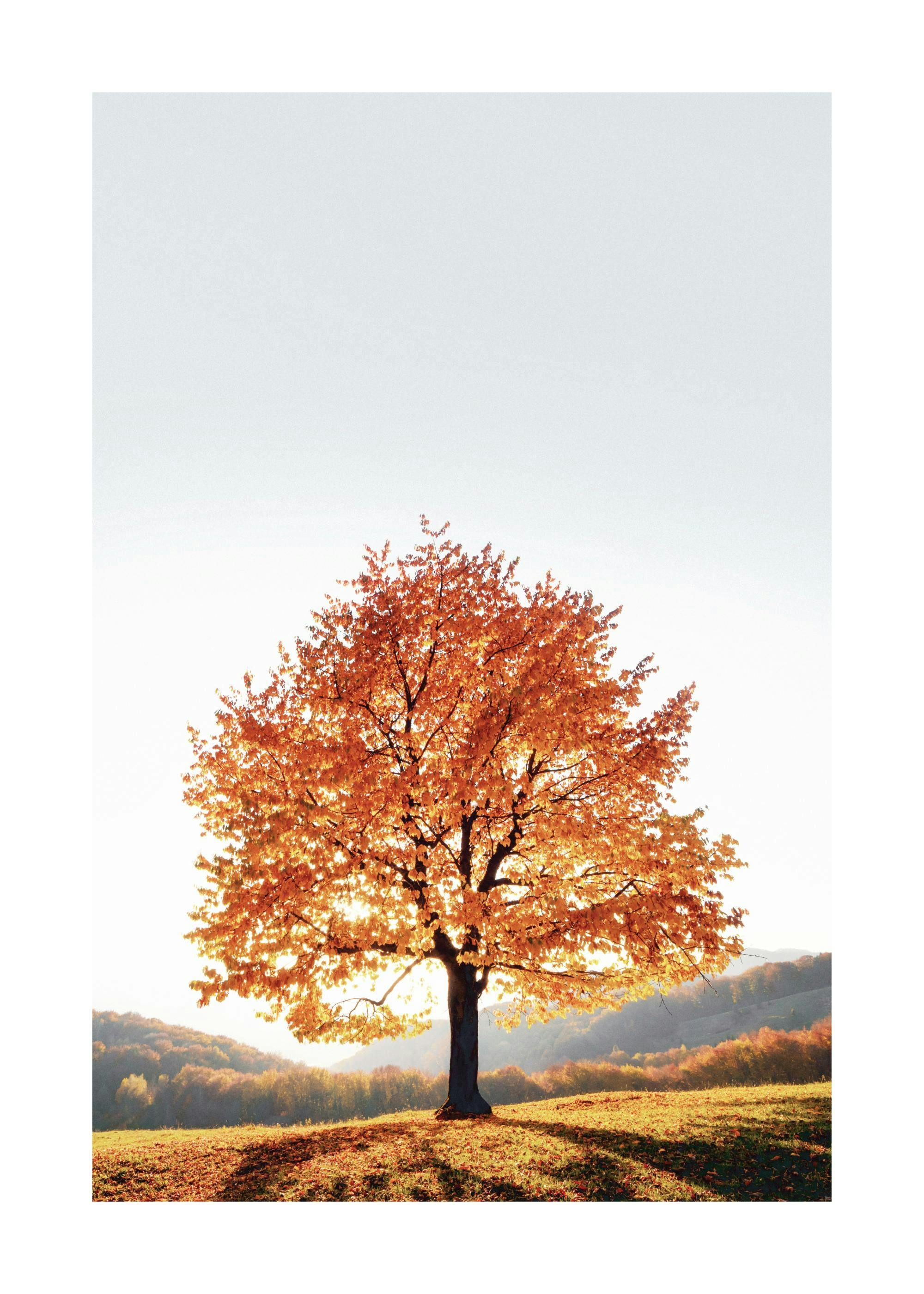 Affiche dramatique de l’arbre 0