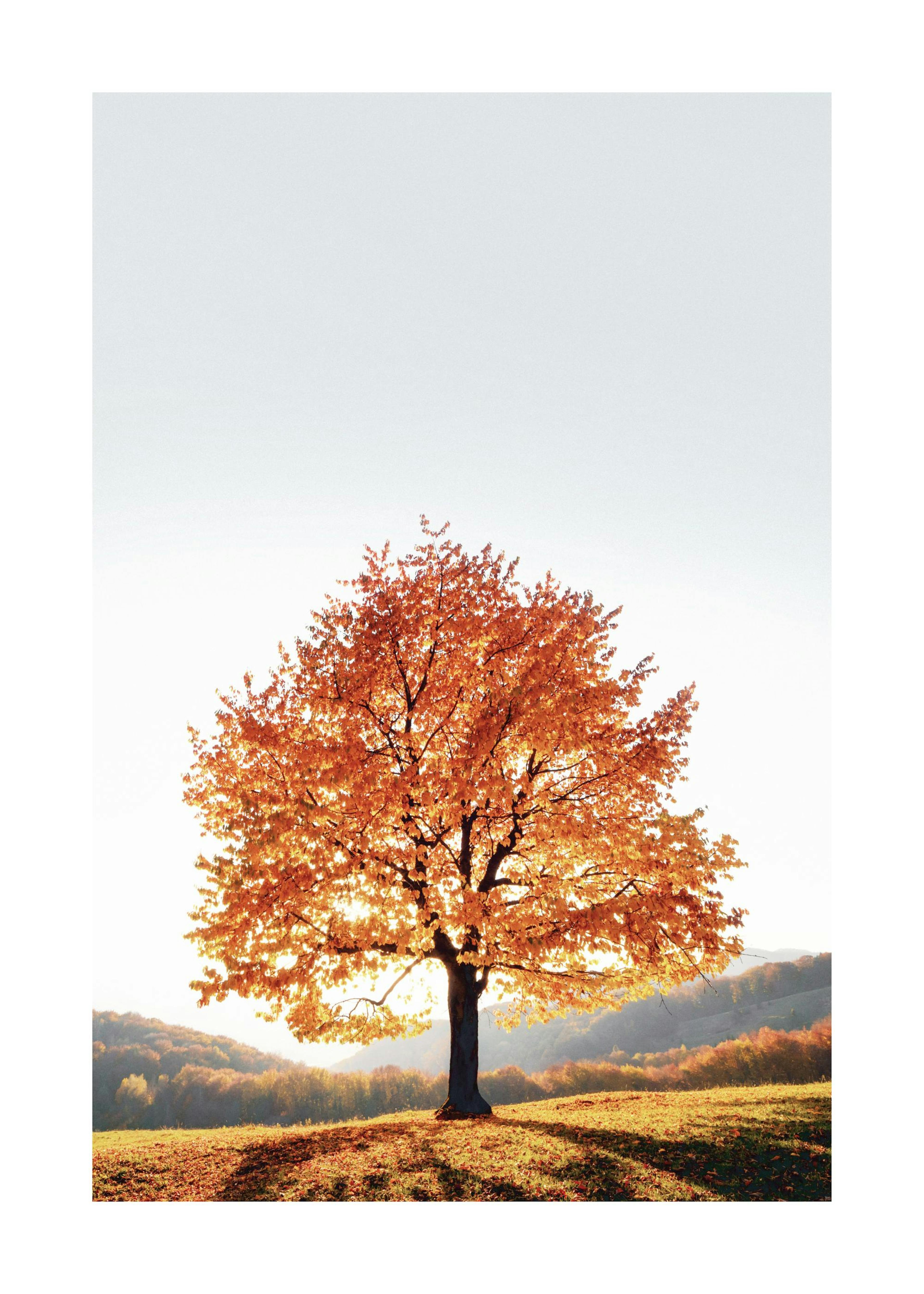 Dramatic Tree Poster 0