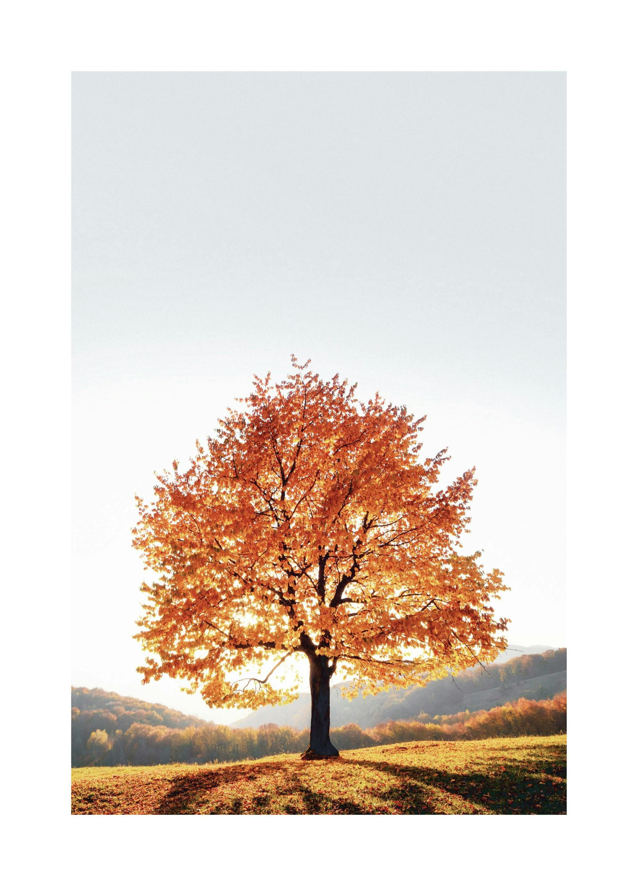 Affiche dramatique de l’arbre (30x40 cm) - Poster Store