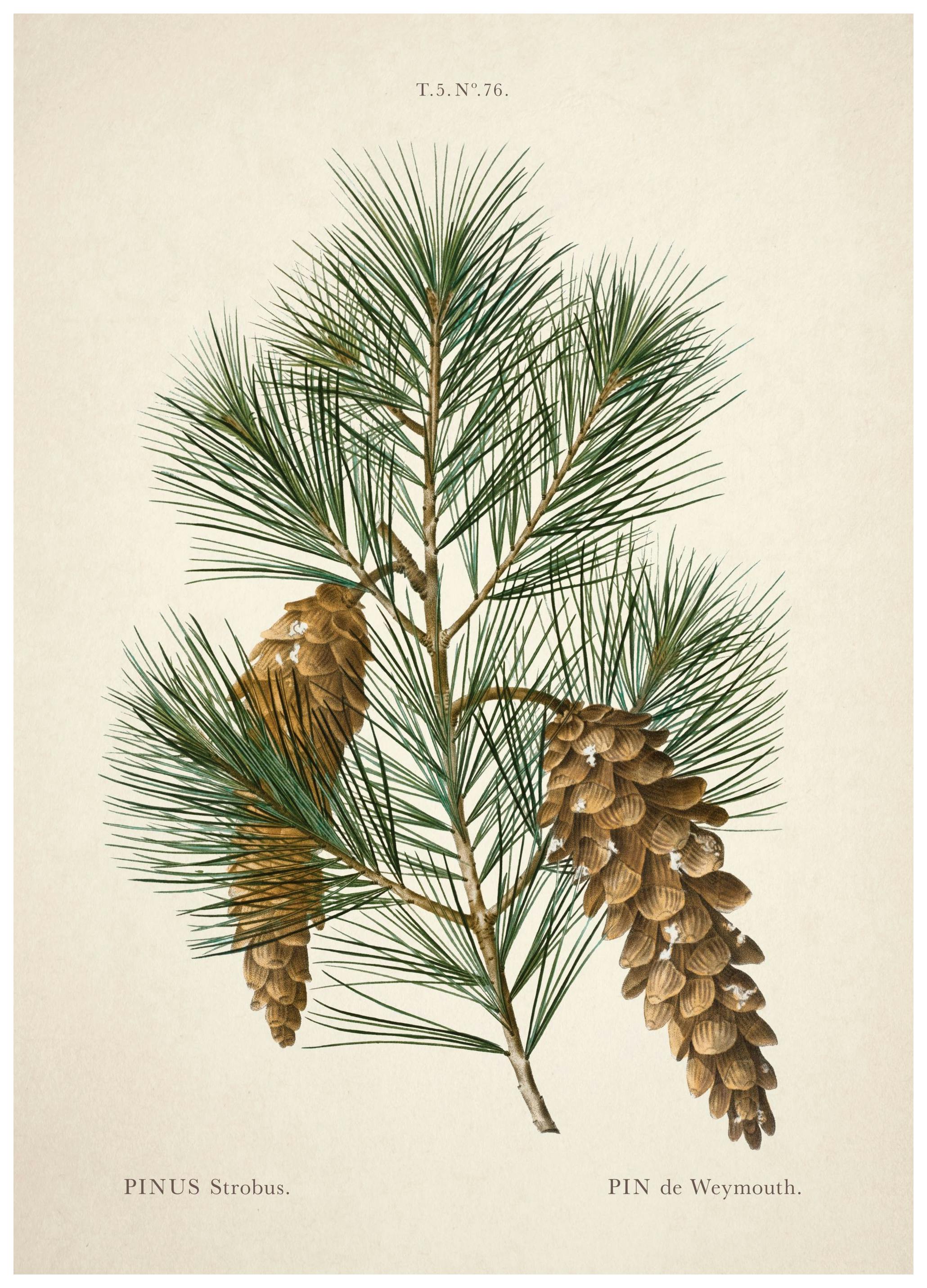Vintage pijnboomposter (50x70 cm) - Poster Store