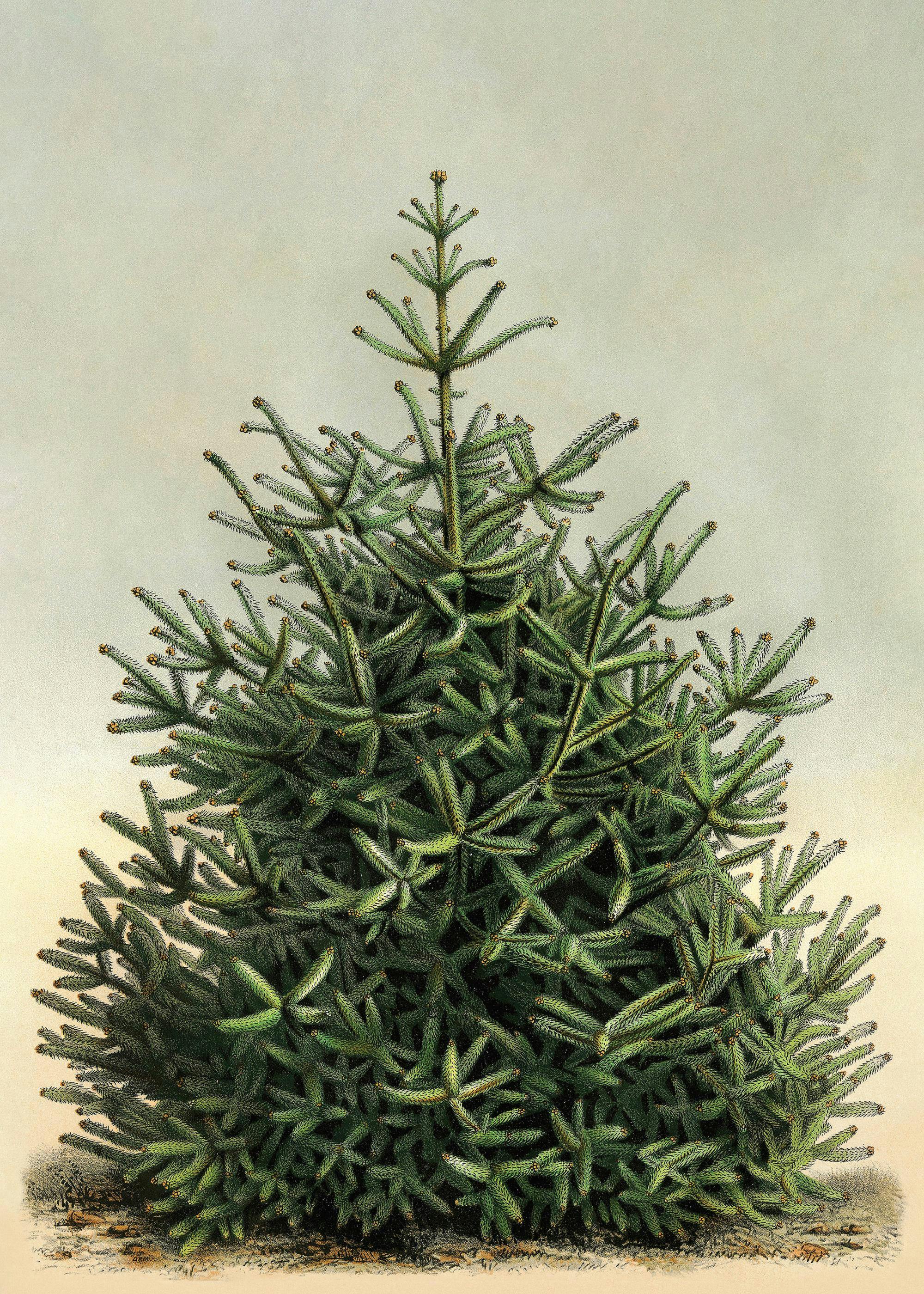 Vintage Fir Poster 0