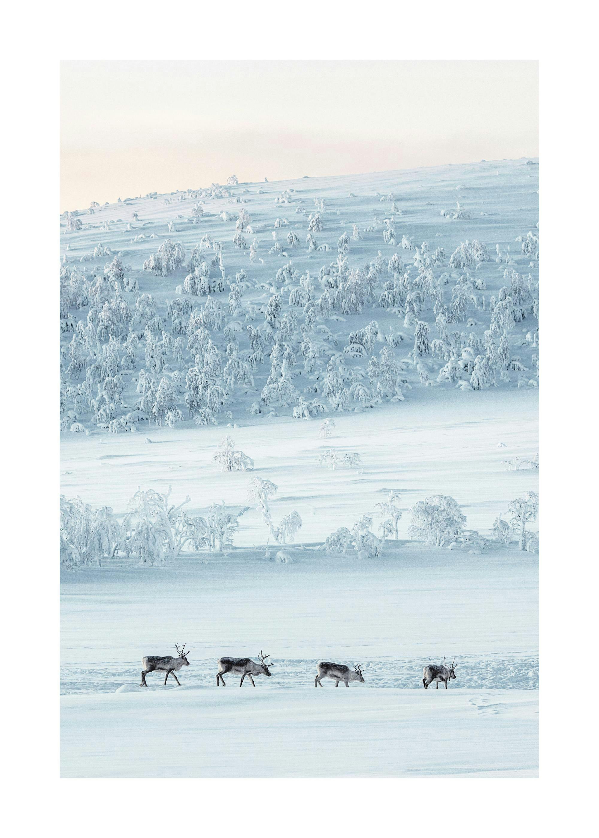 Rennes de paysage de neige Poster 0