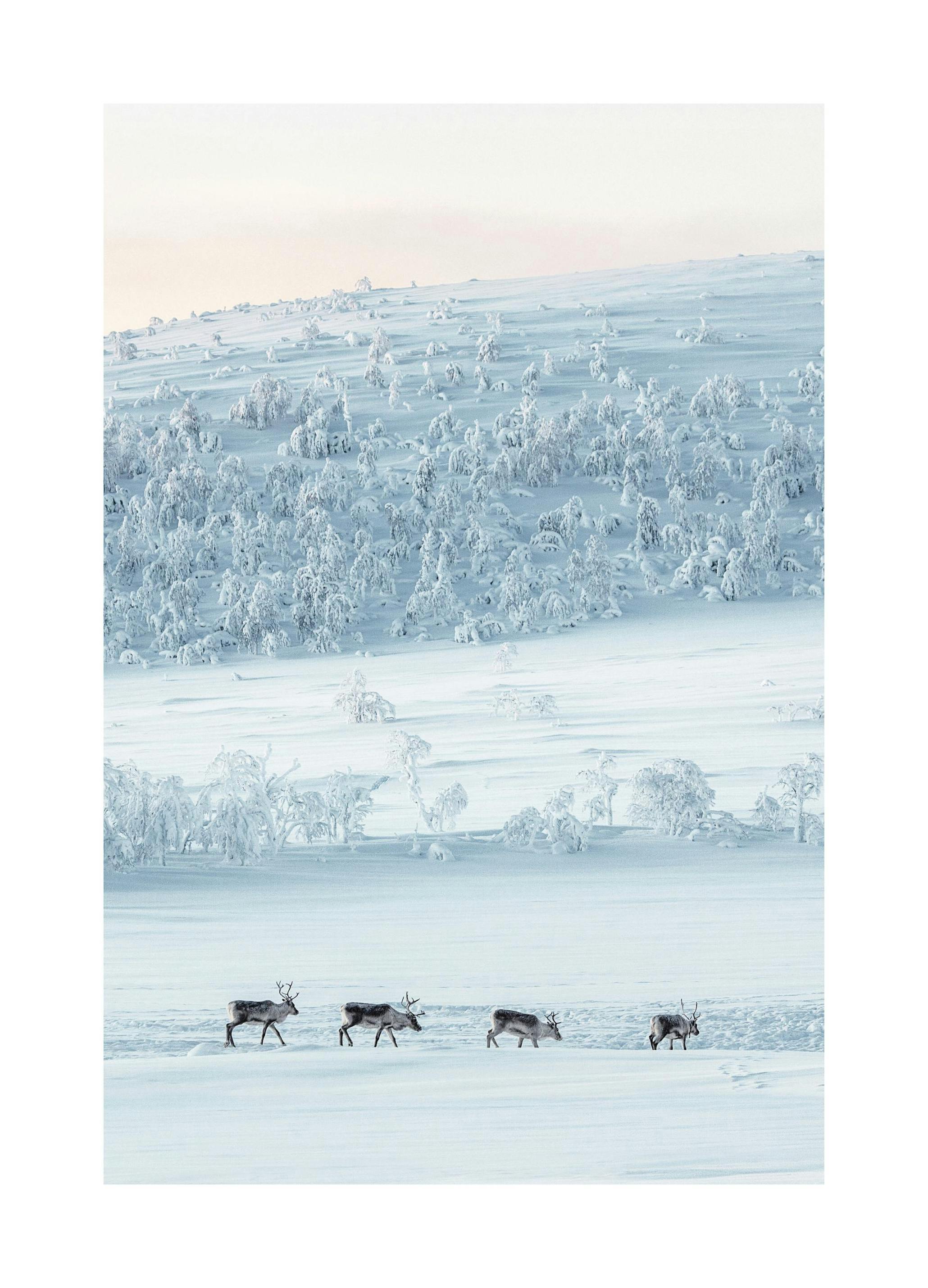 Sneeuwlandschap Rendieren Poster (50x70 cm) - Poster Store