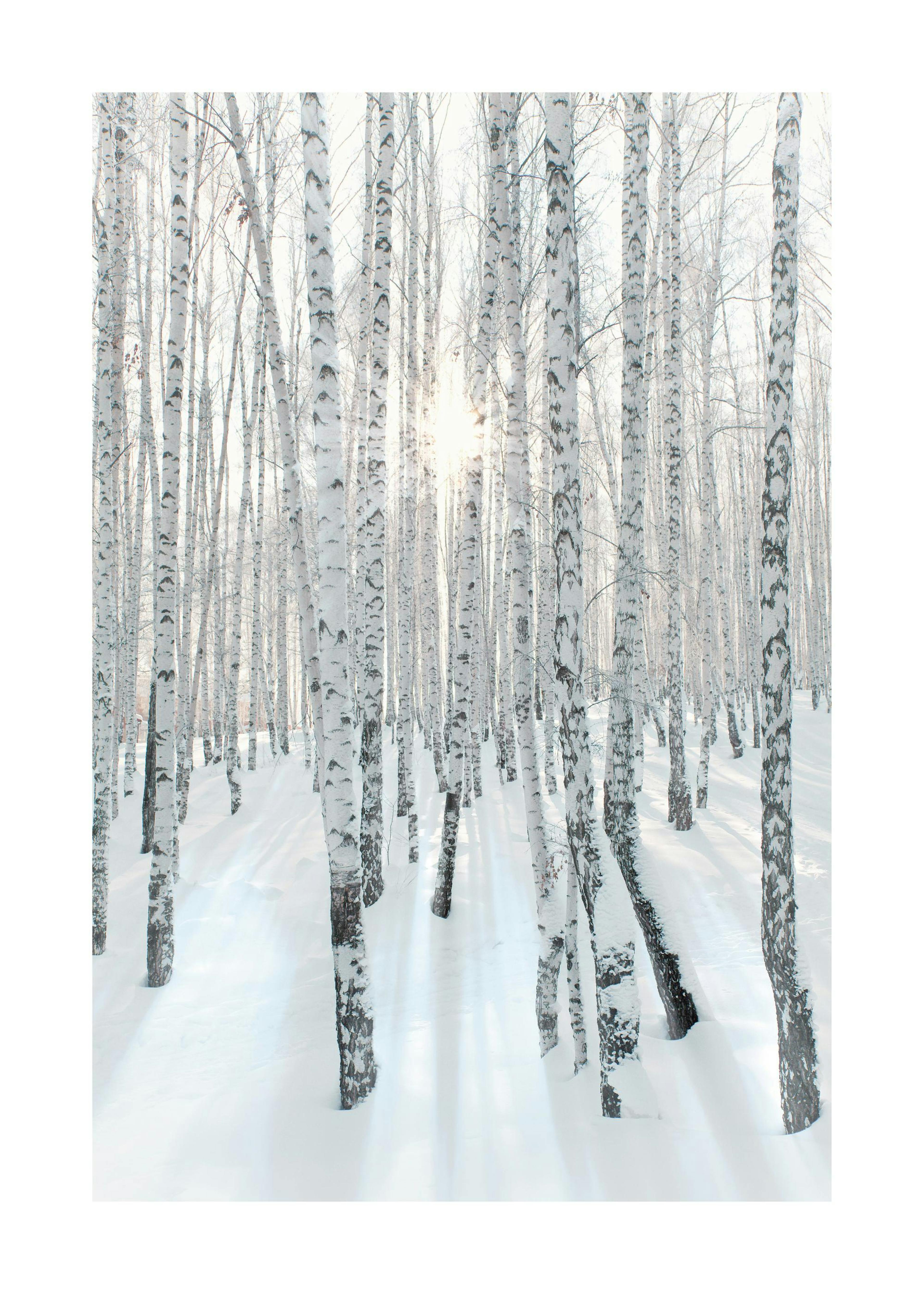 Snowy Birch Forest Poster 0