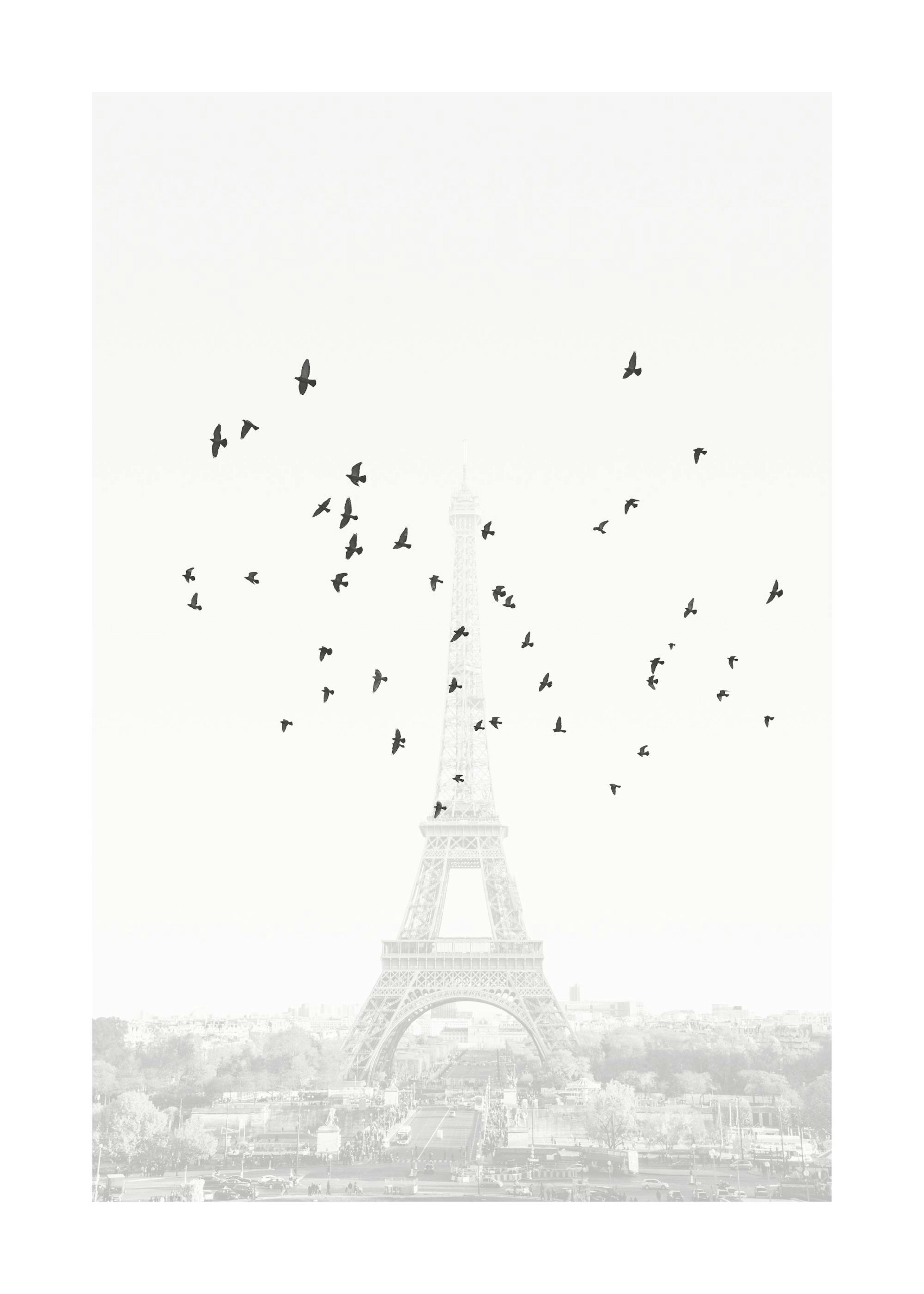 Oiseaux à Paris Poster 0
