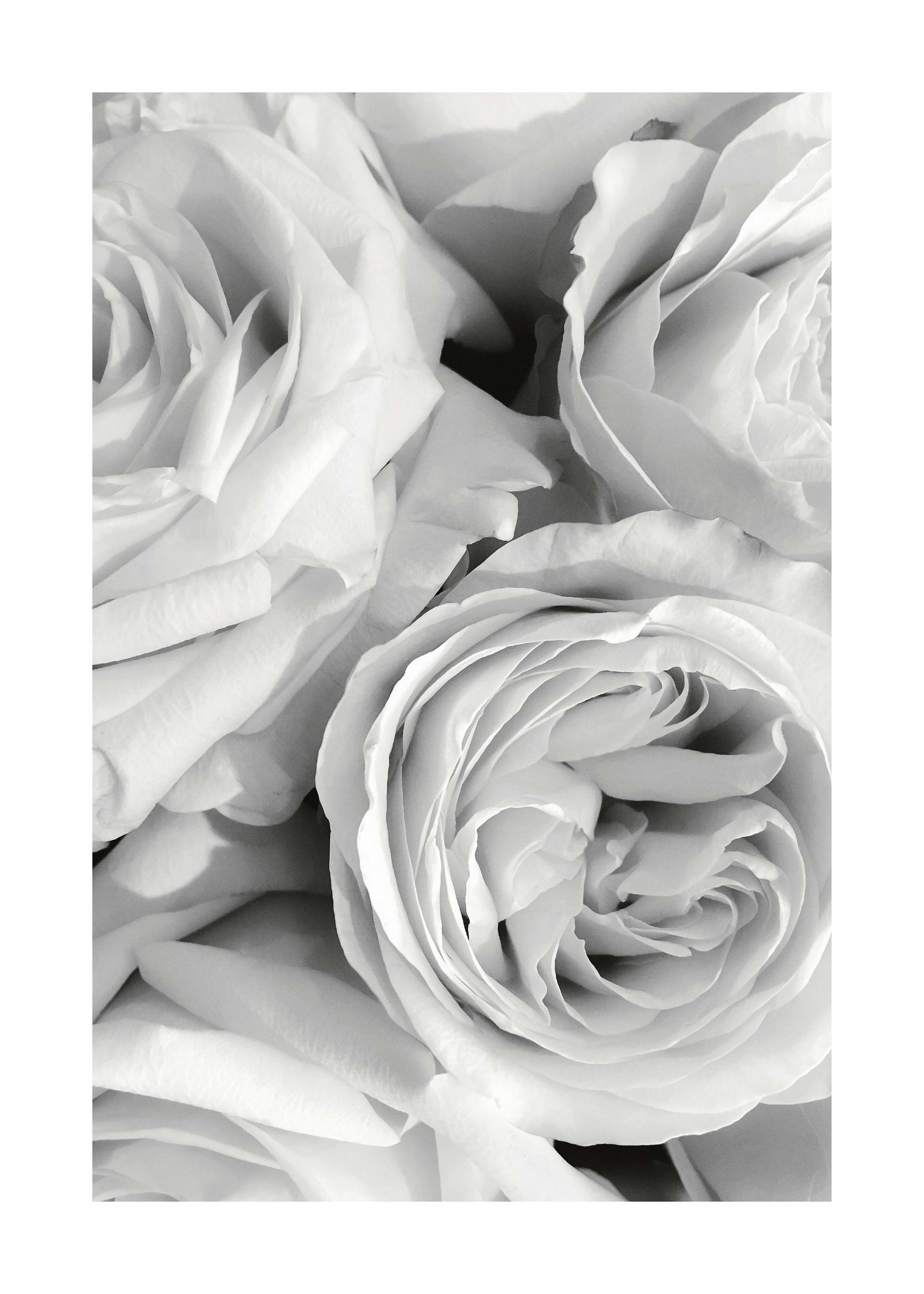 Roses monochromes Poster 0