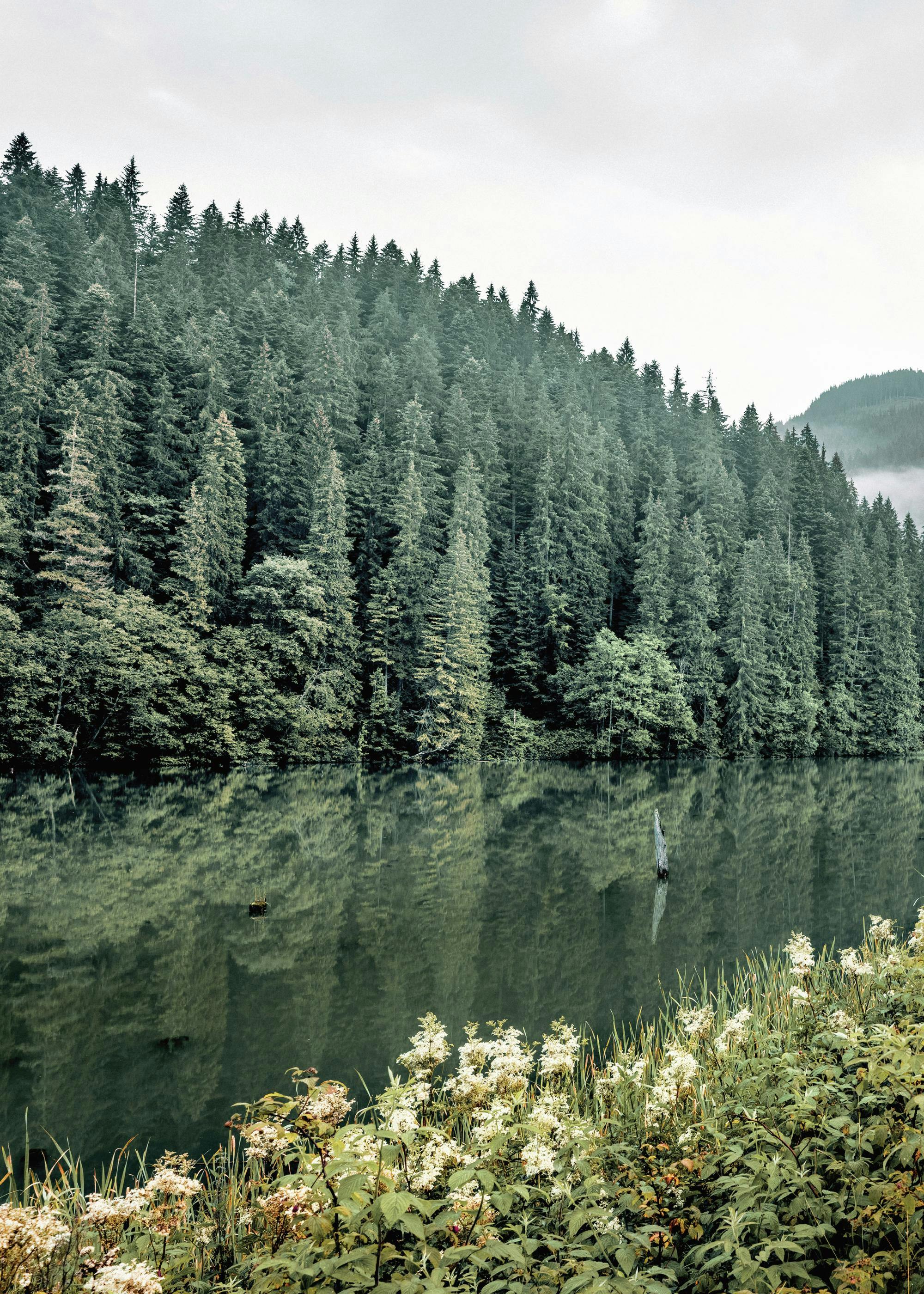 Waldlandschaft Nr. 1 Poster 0