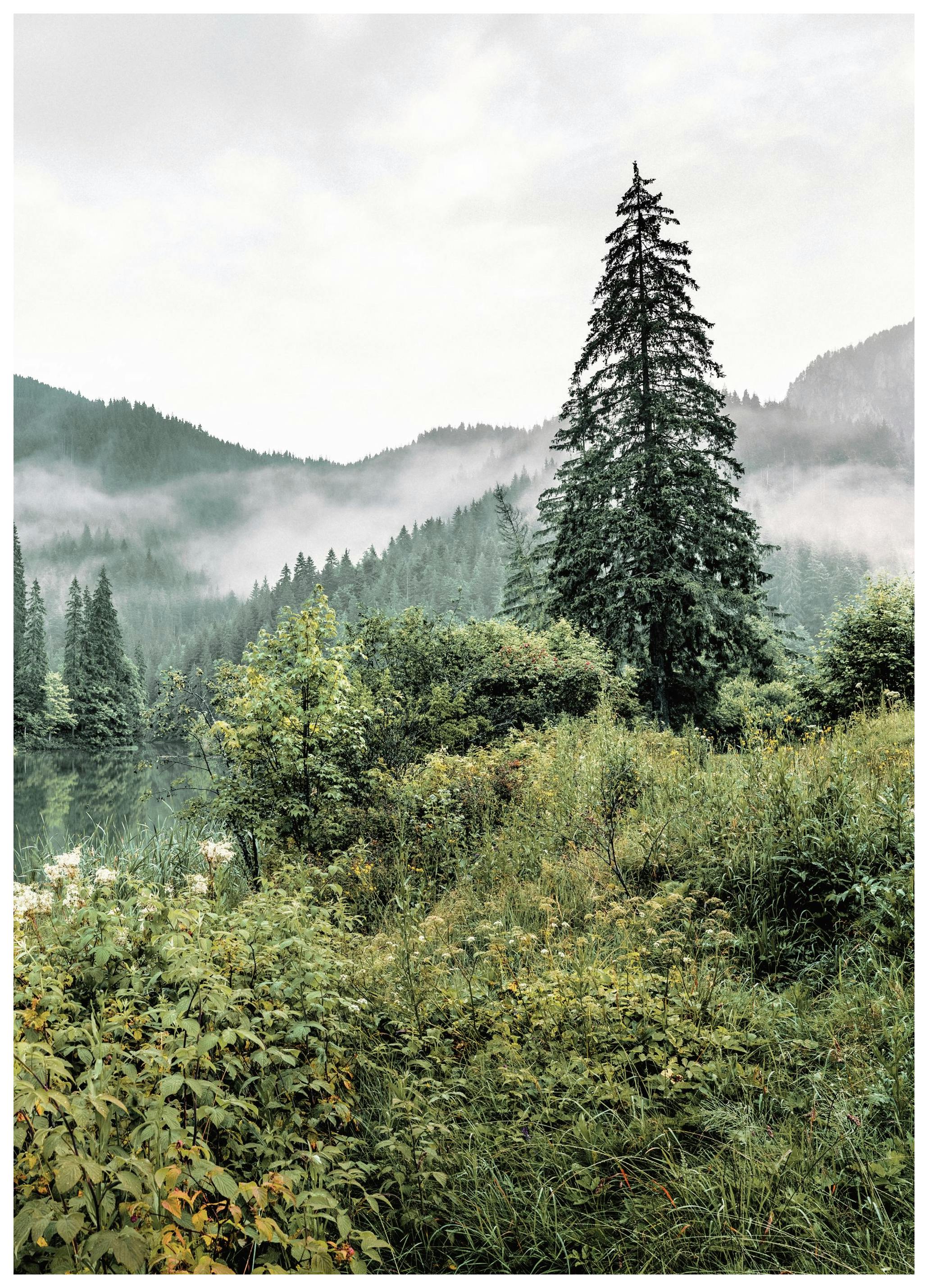 Plakat Krajobraz Leśny nr 2 (50x70 cm) - Poster Store