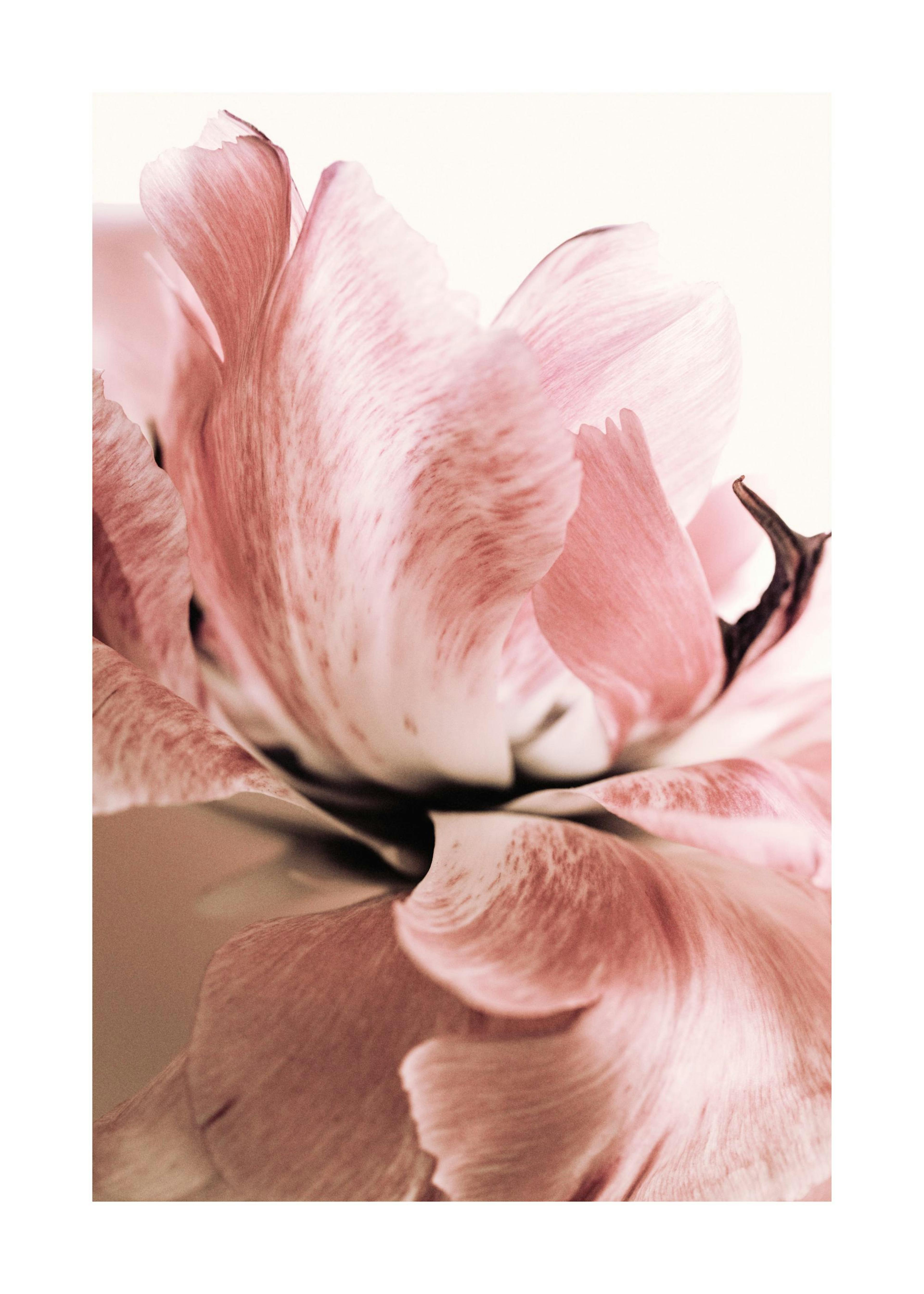 Giglio rosa Poster 0