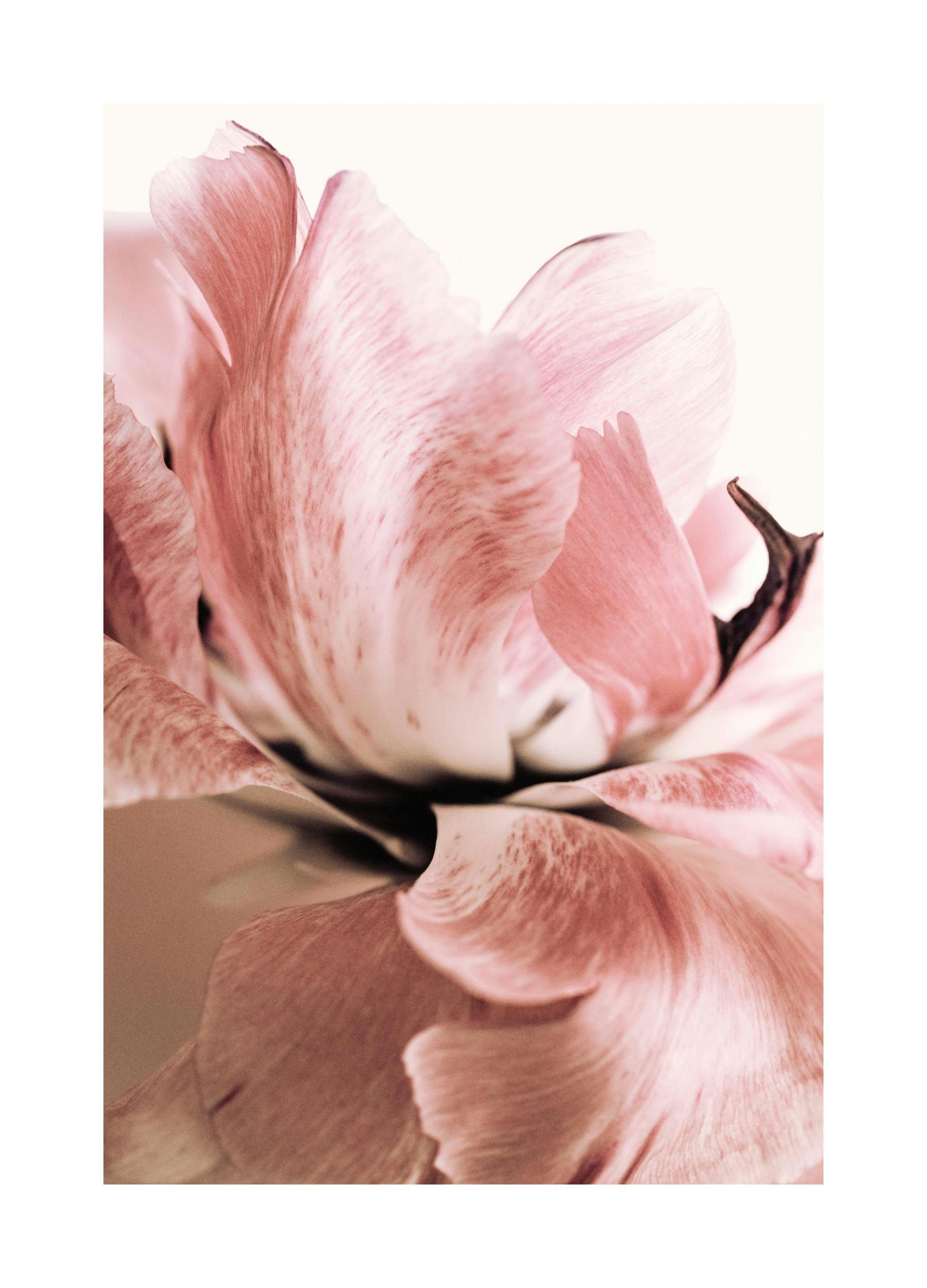 Roze Lily poster (21x30 cm) - Poster Store