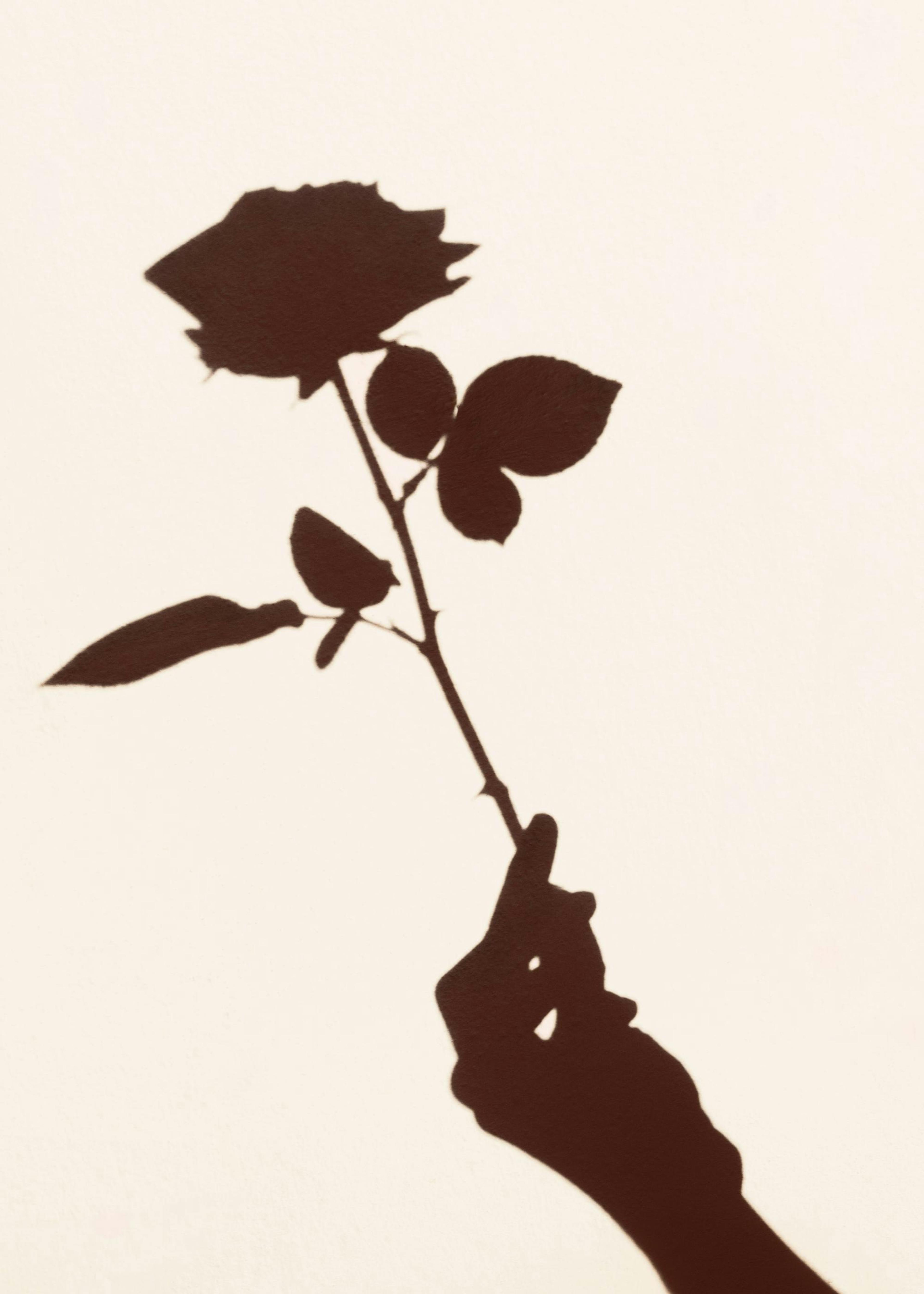 Skygge Rose Plakat 0