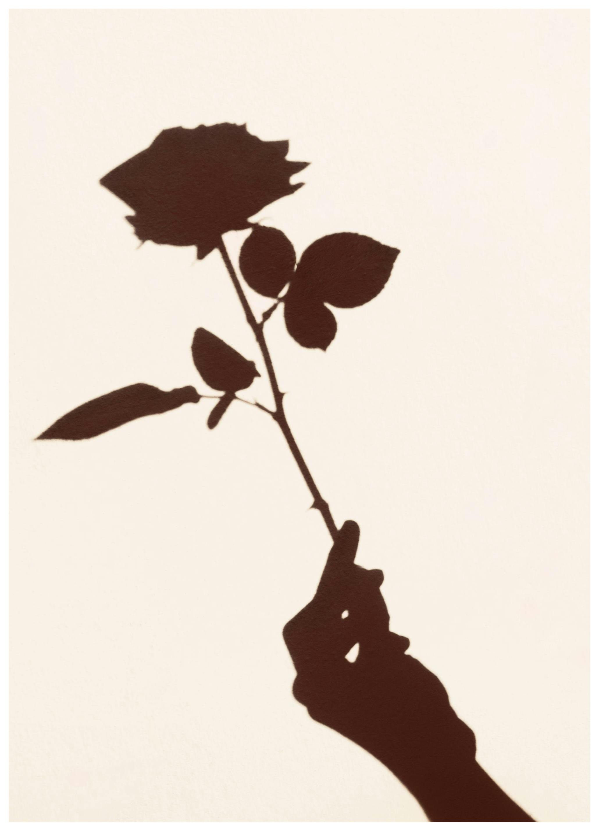 Ombra di rosa Poster (50x70 cm) - Poster Store