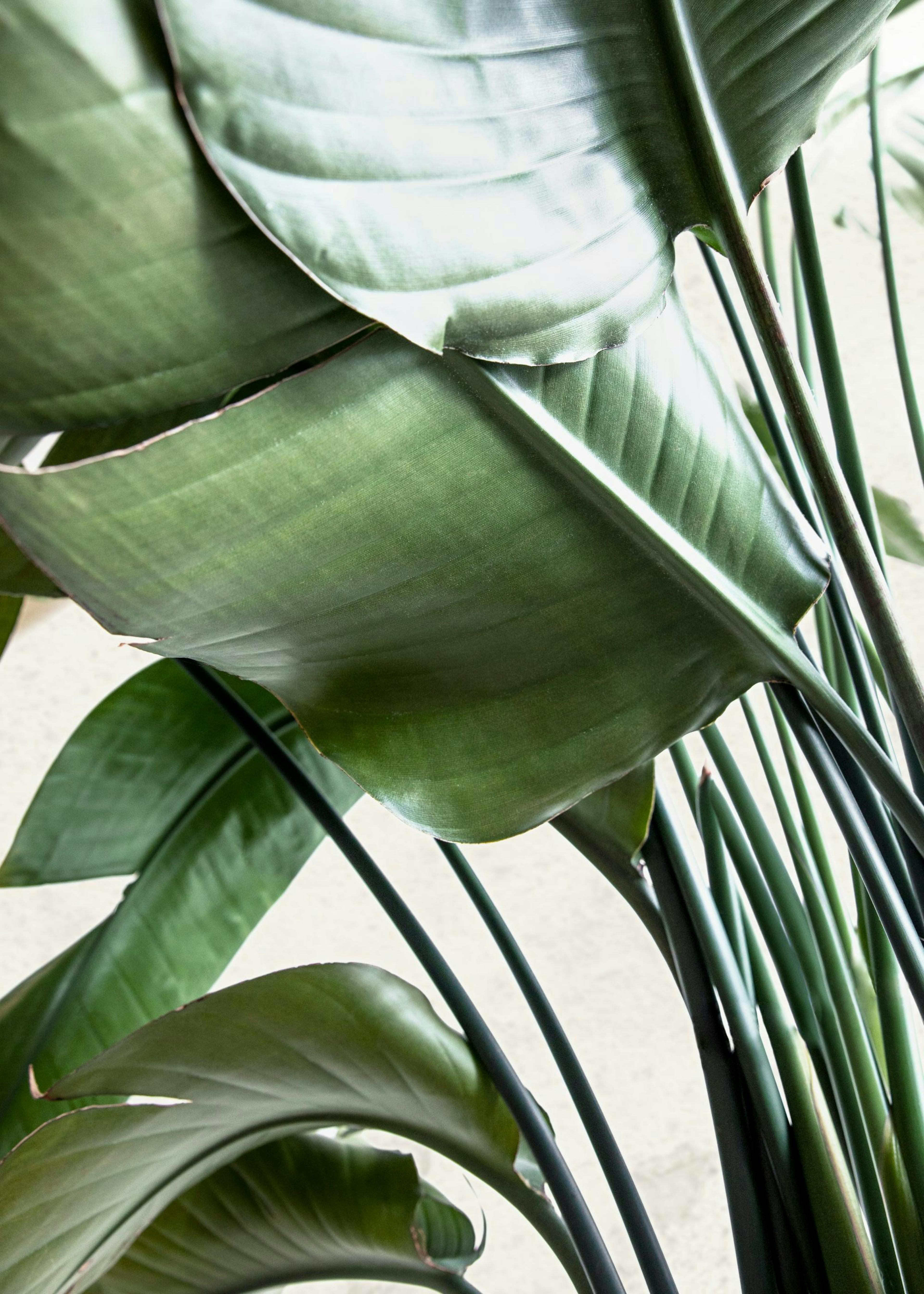 Le foglie della Strelitzia Poster 0