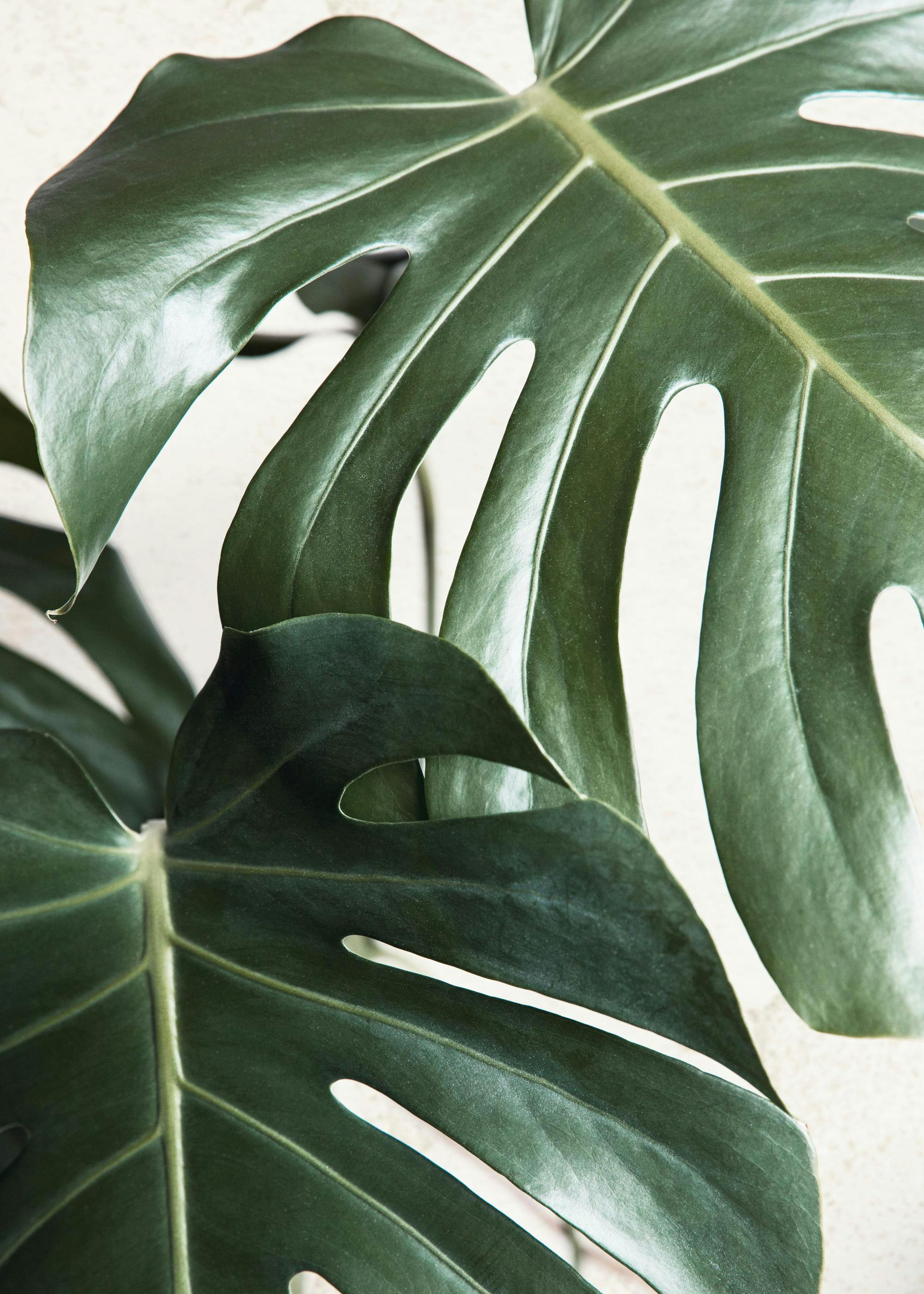 Póster Hojas de Monstera Verdes 0
