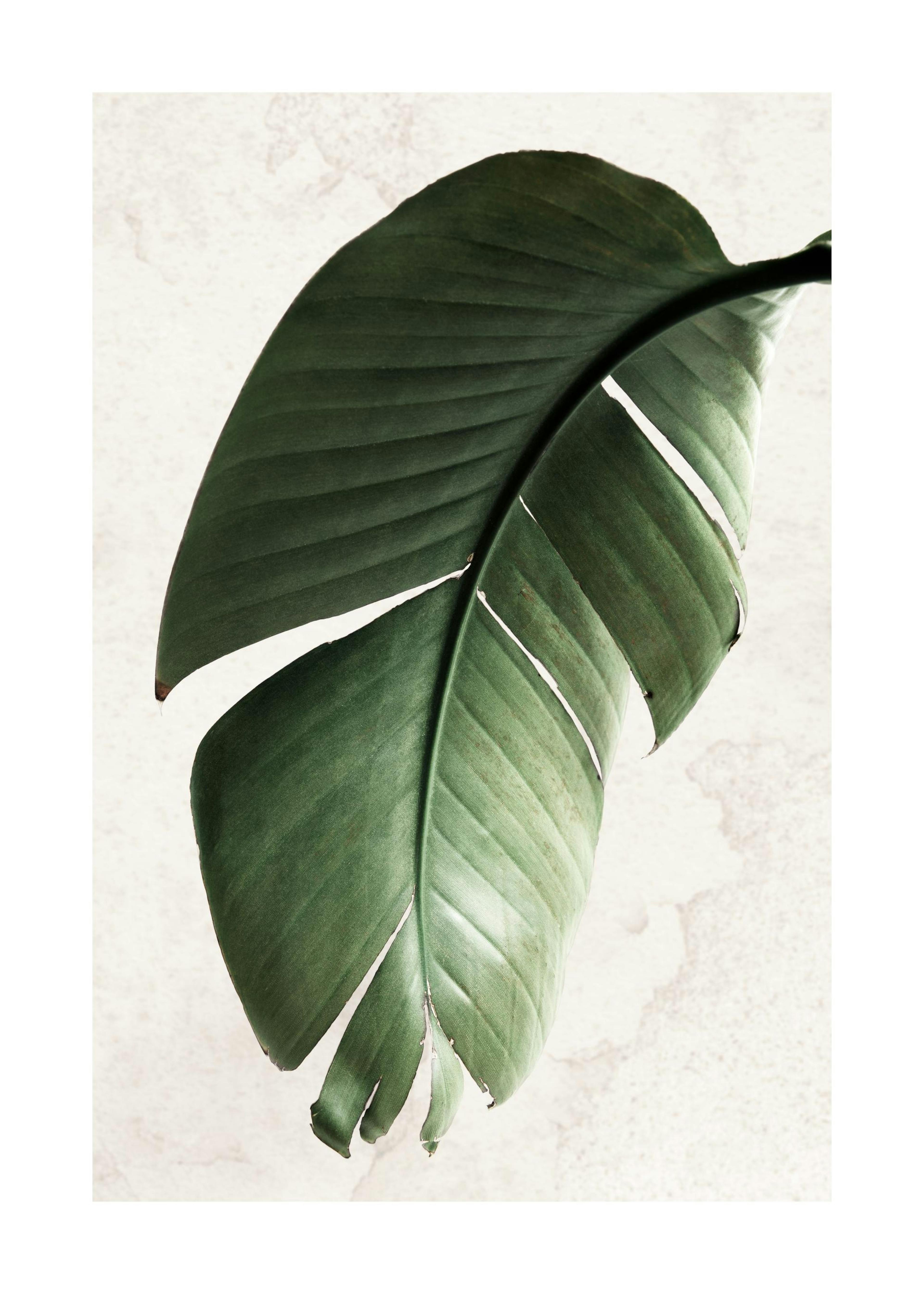 Foglia di Strelitzia verde Poster 0