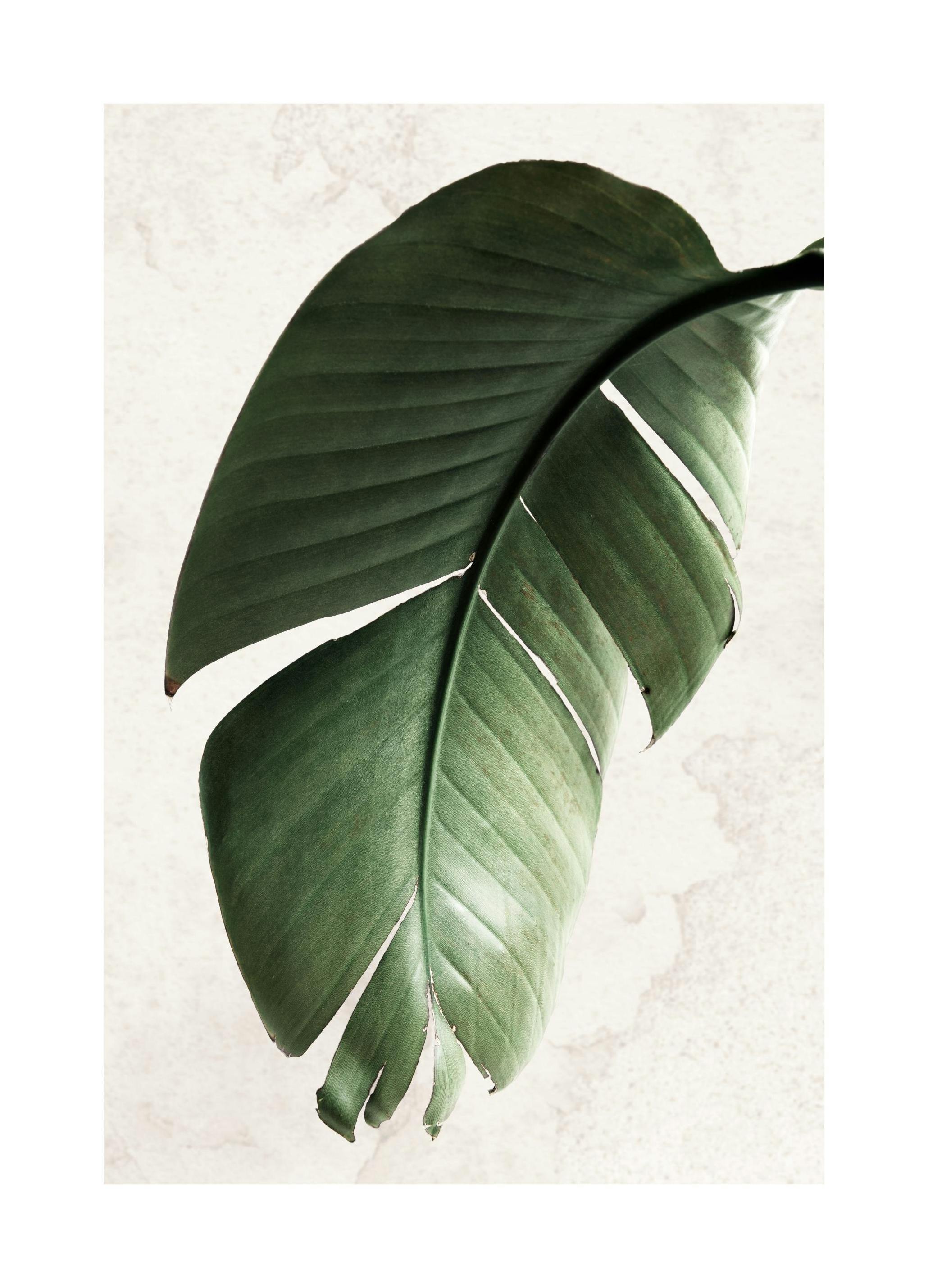 Zielony liść Strelitzii Plakat (50x70 cm) - Poster Store