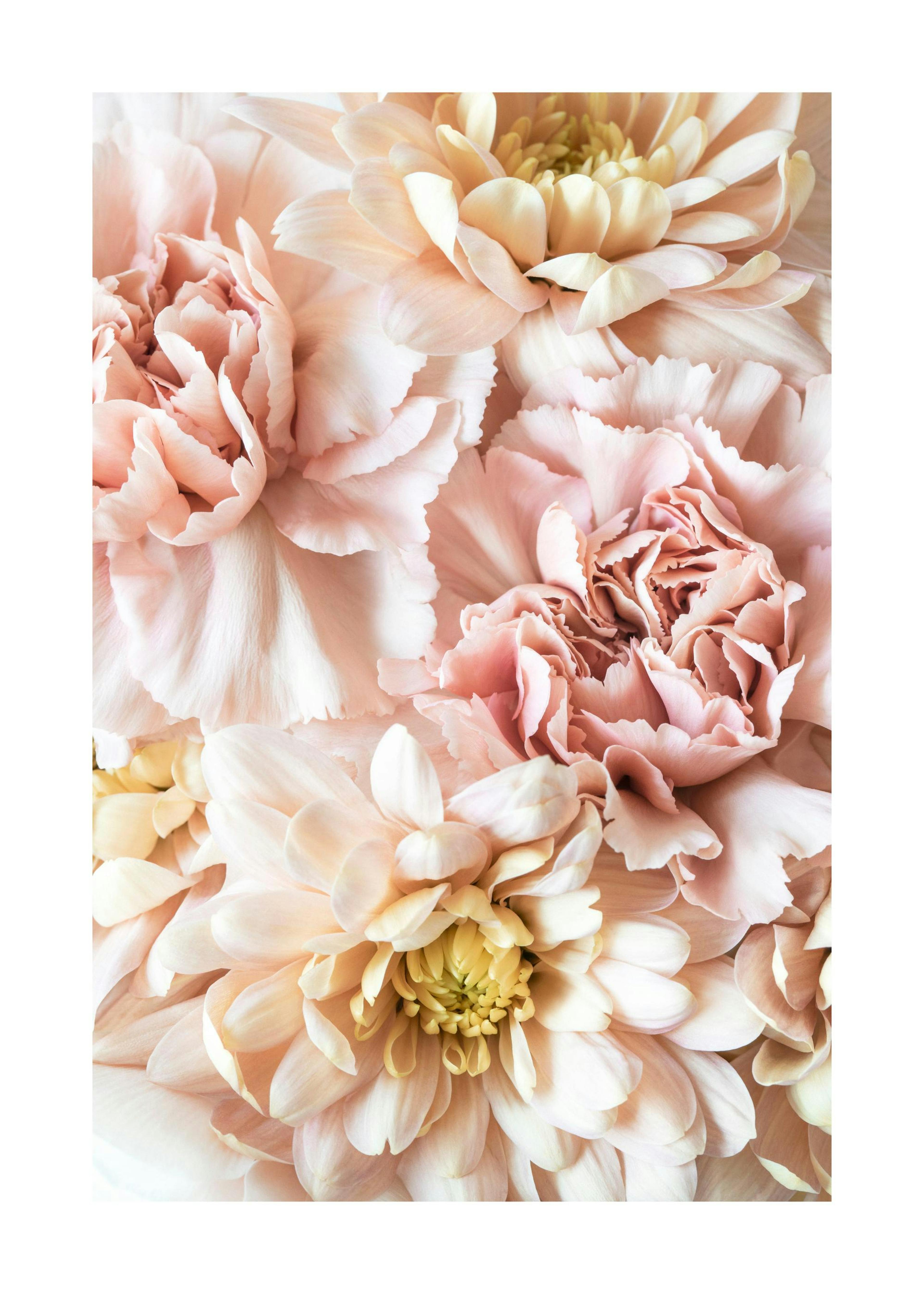 Poster con delicati fiori rosa 0