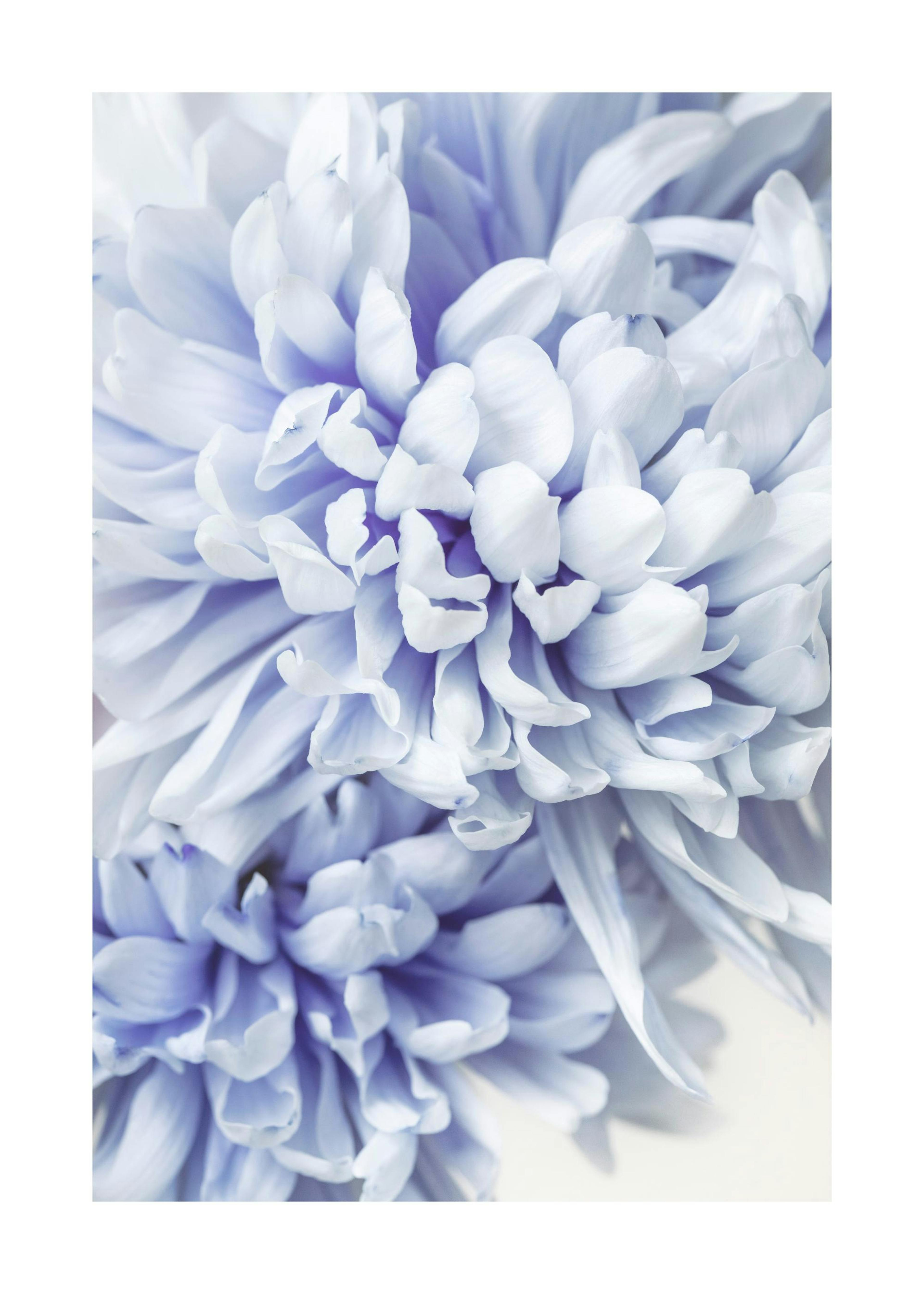 Blå Chrysanthemums plakat 0
