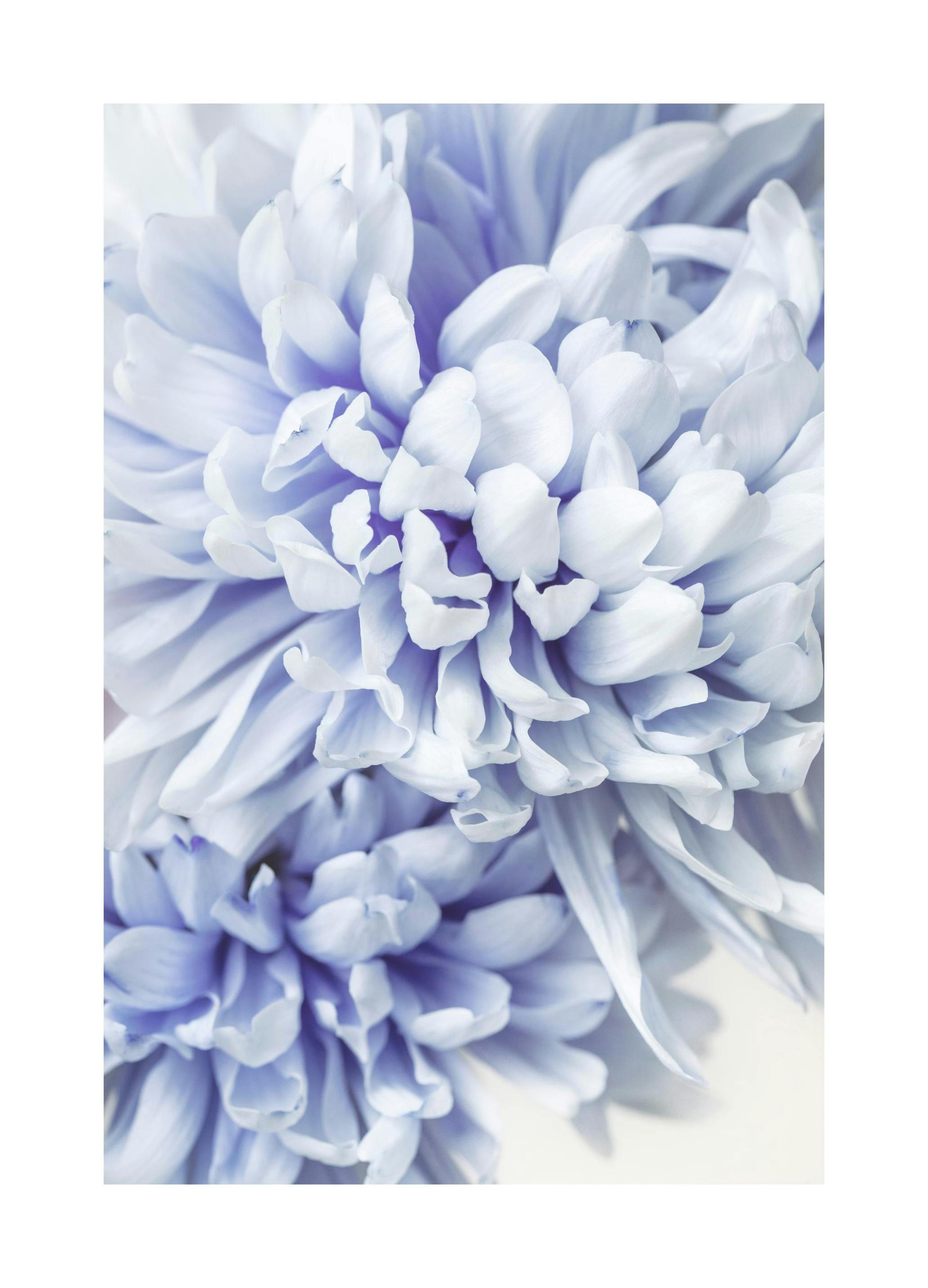 Poster con crisantemo blu (30x40 cm) - Poster Store