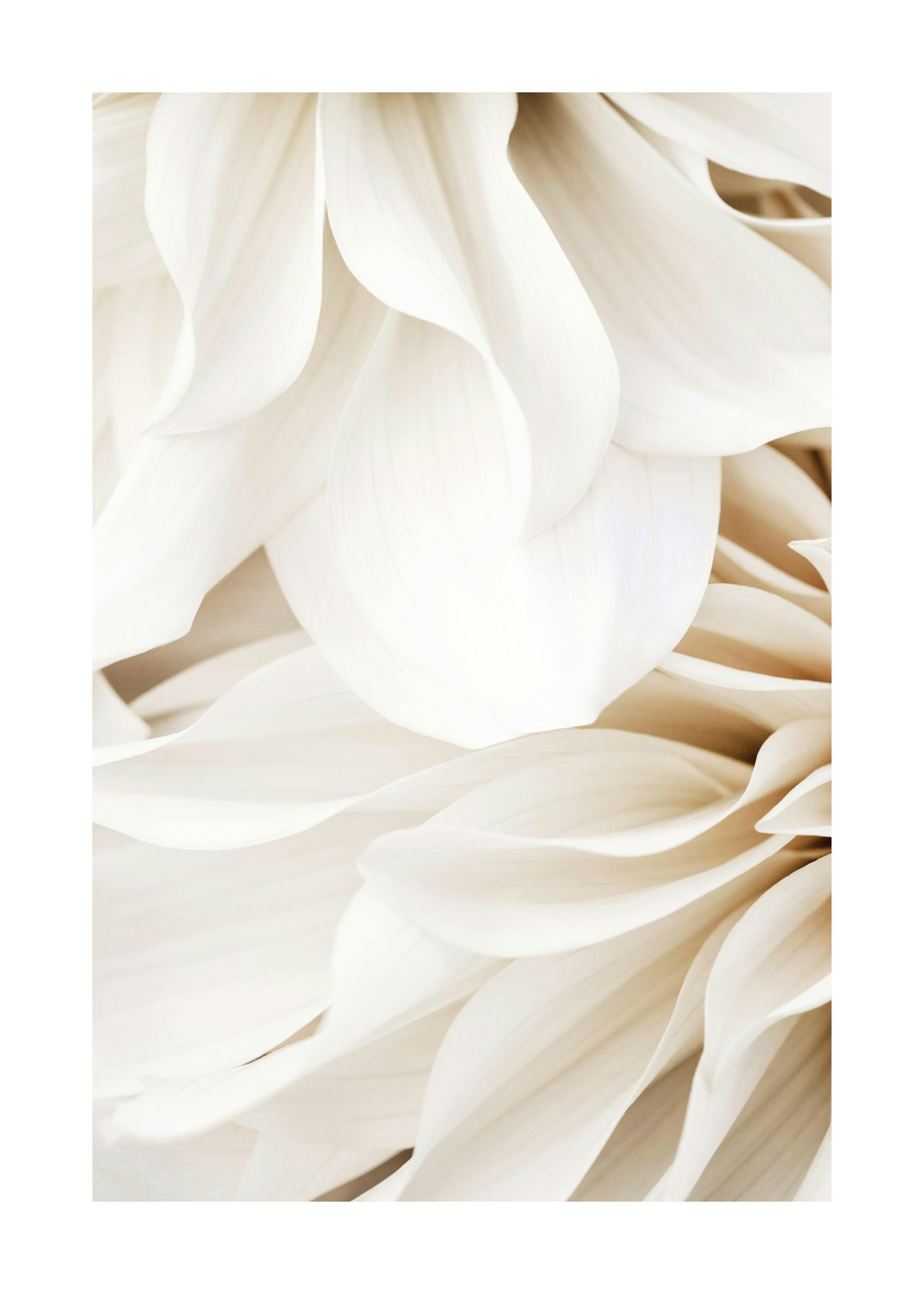Affiche Dahlia Dream No1 0