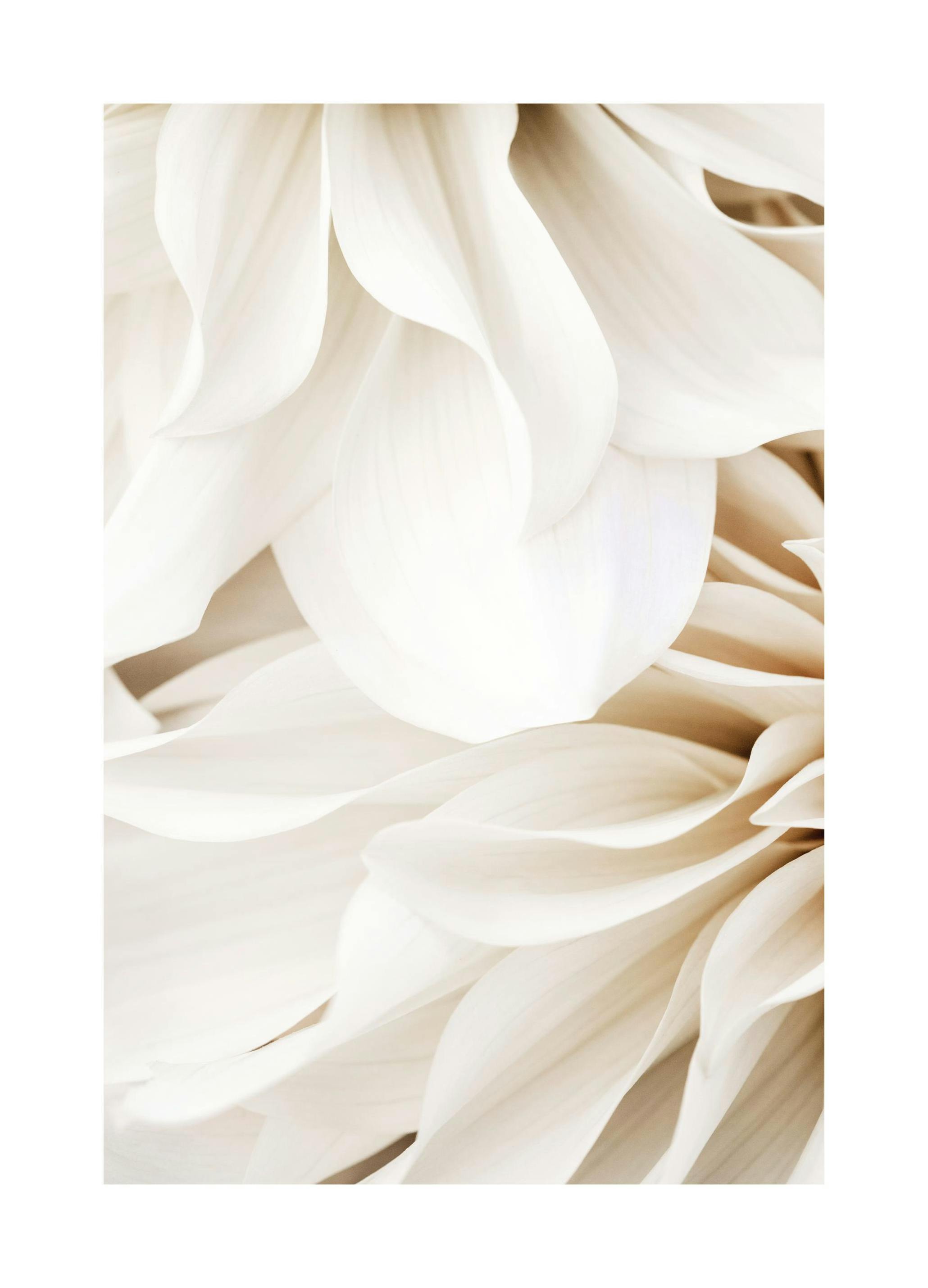 Dahlia Dream No1 plakat (50x70 cm) - Poster Store