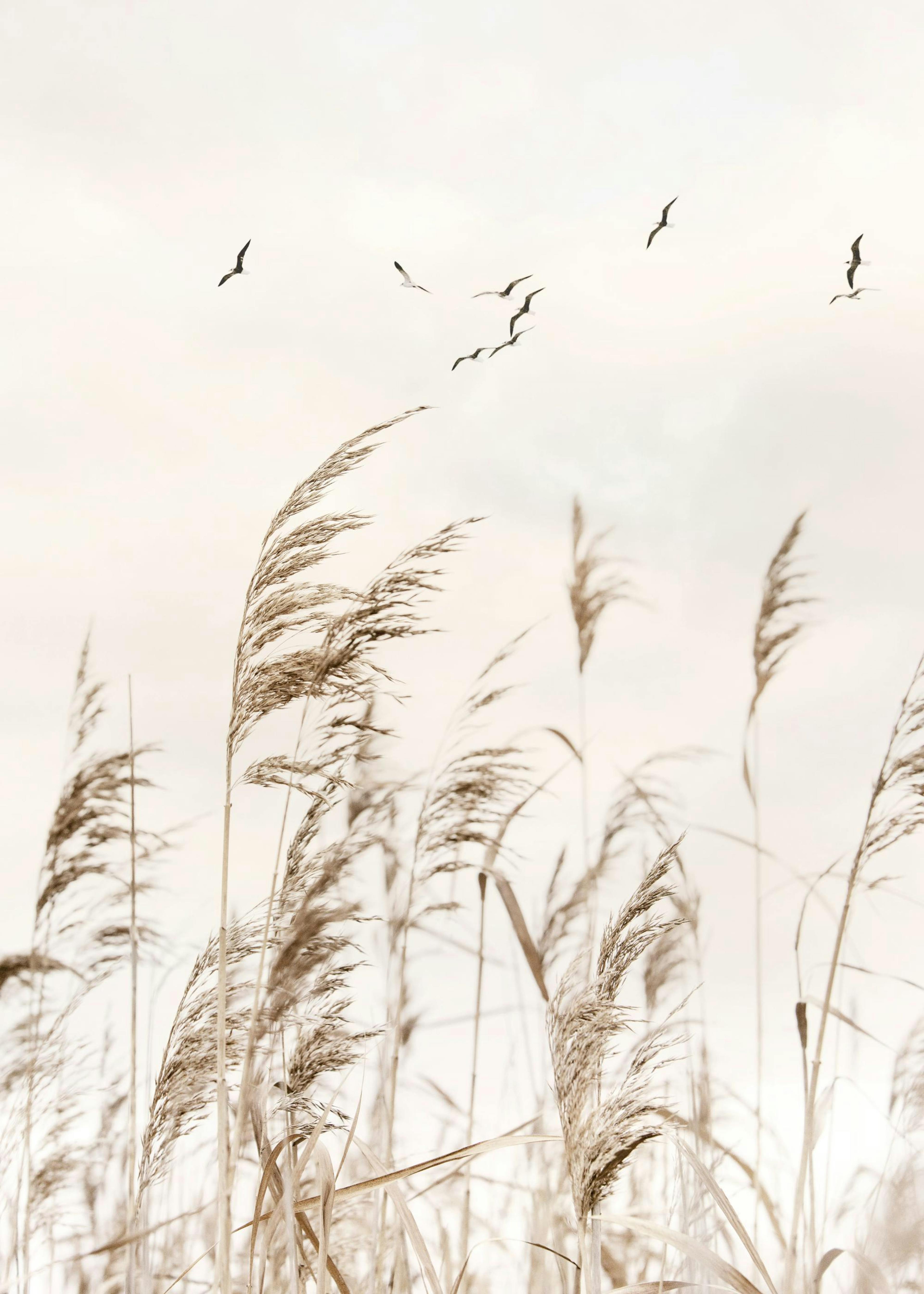 Birds over Reeds Poster 0