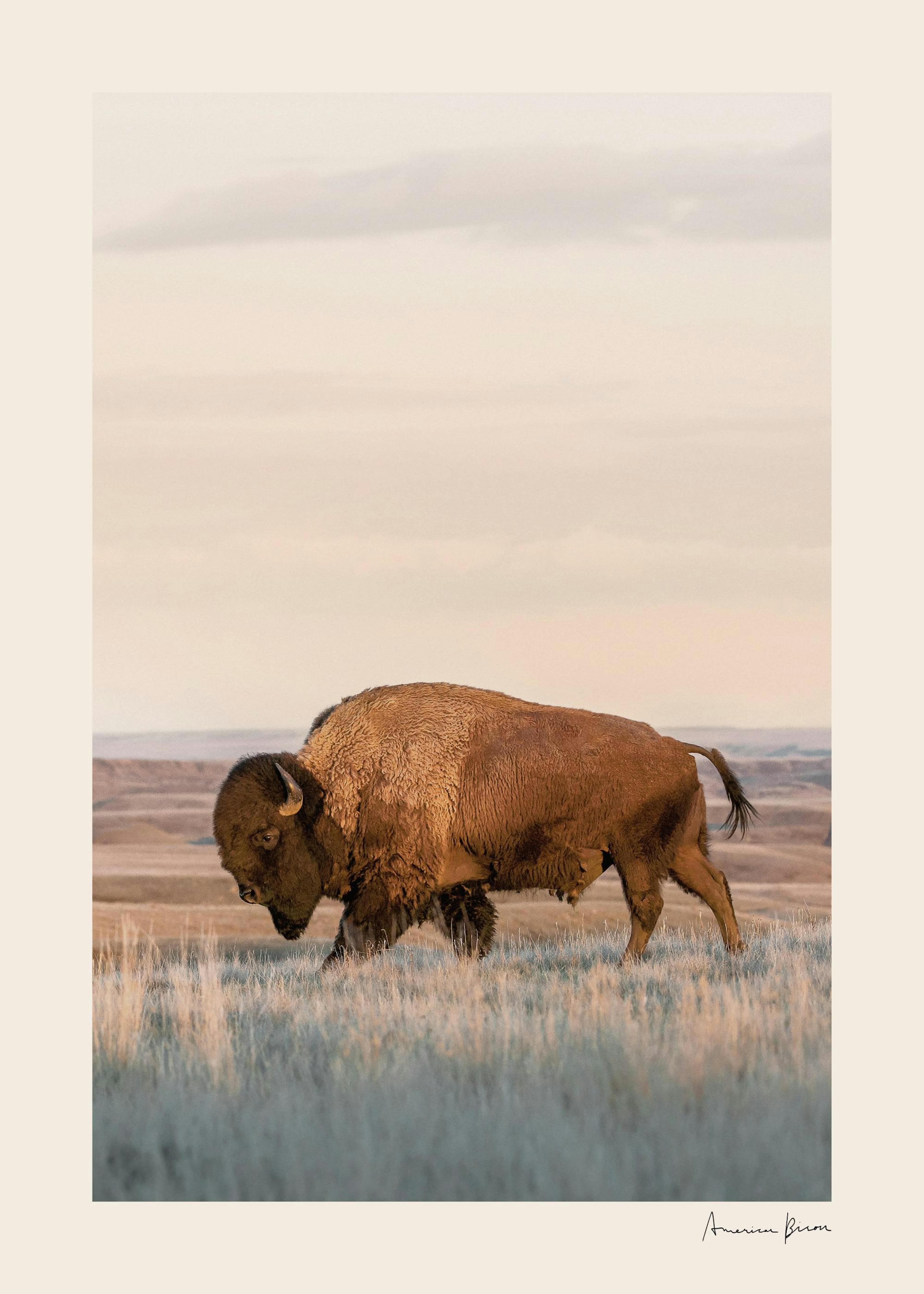American Bison Poster 0