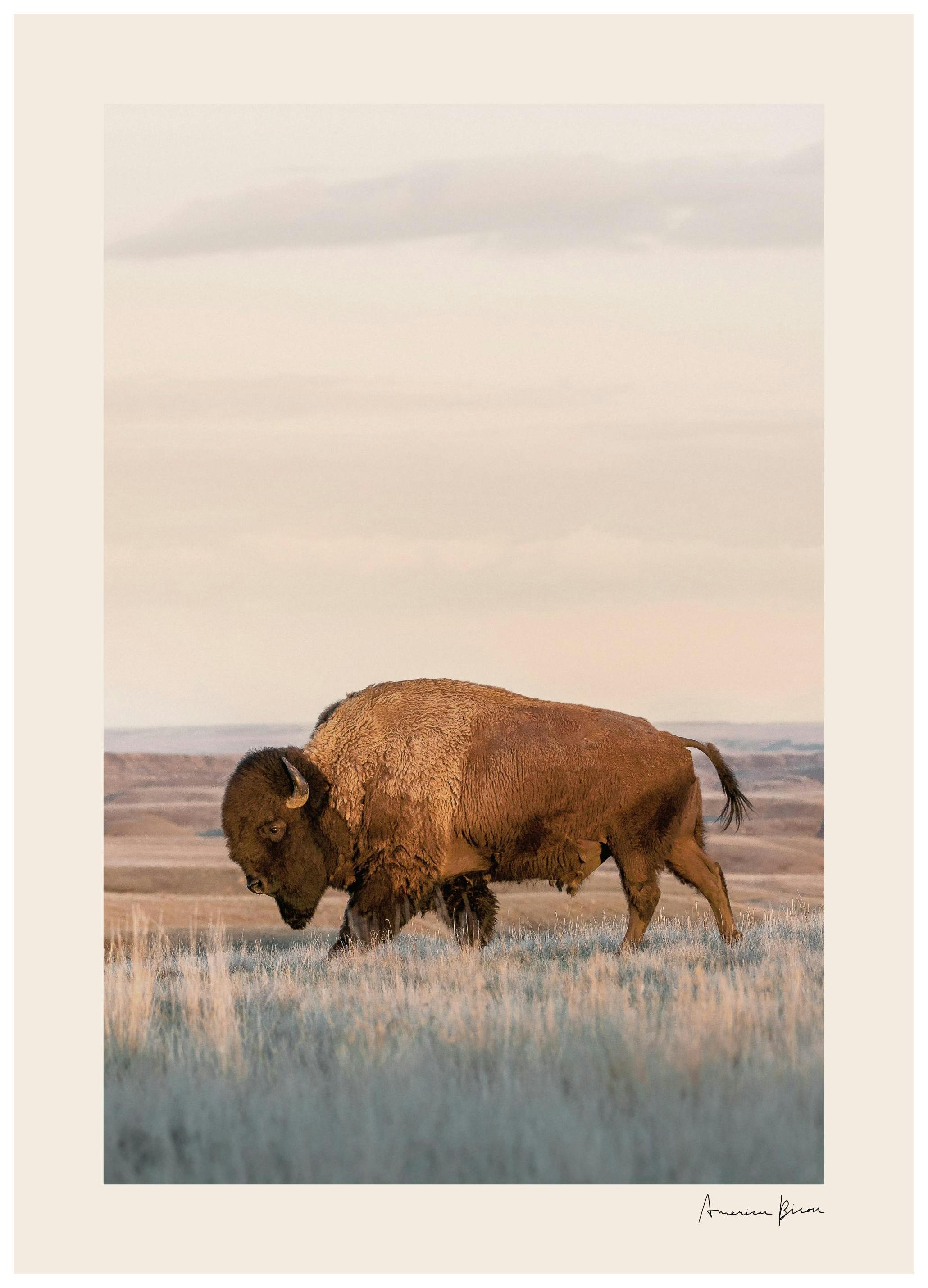 Bison Américain Affiche (30x40 cm) - Poster Store