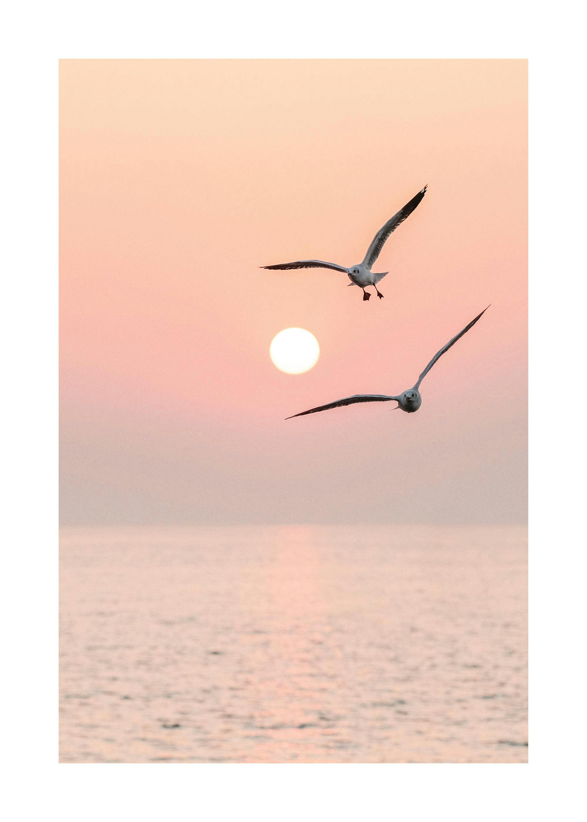 Flying Pair Poster 0
