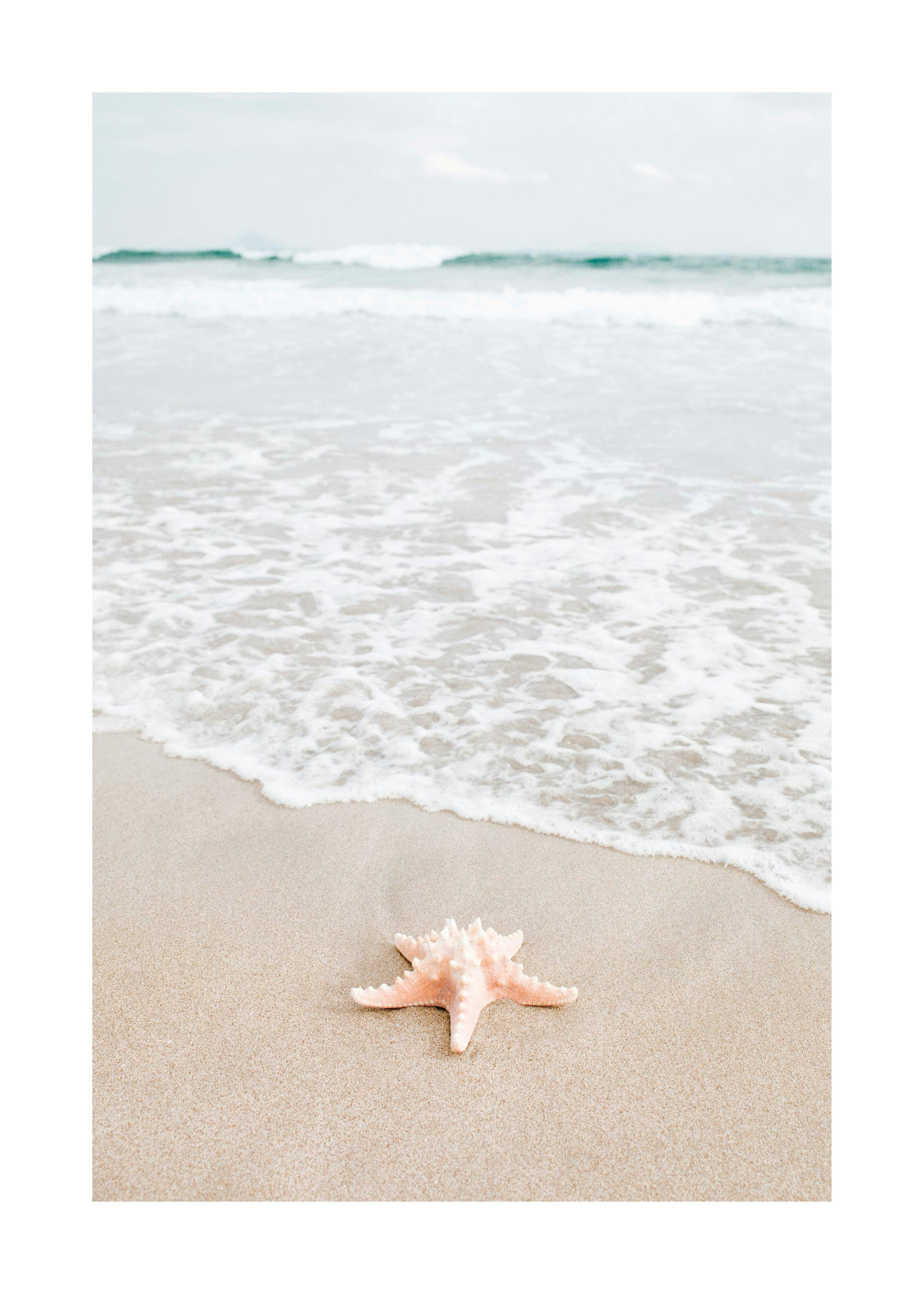 Starfish in Focus Poster 0