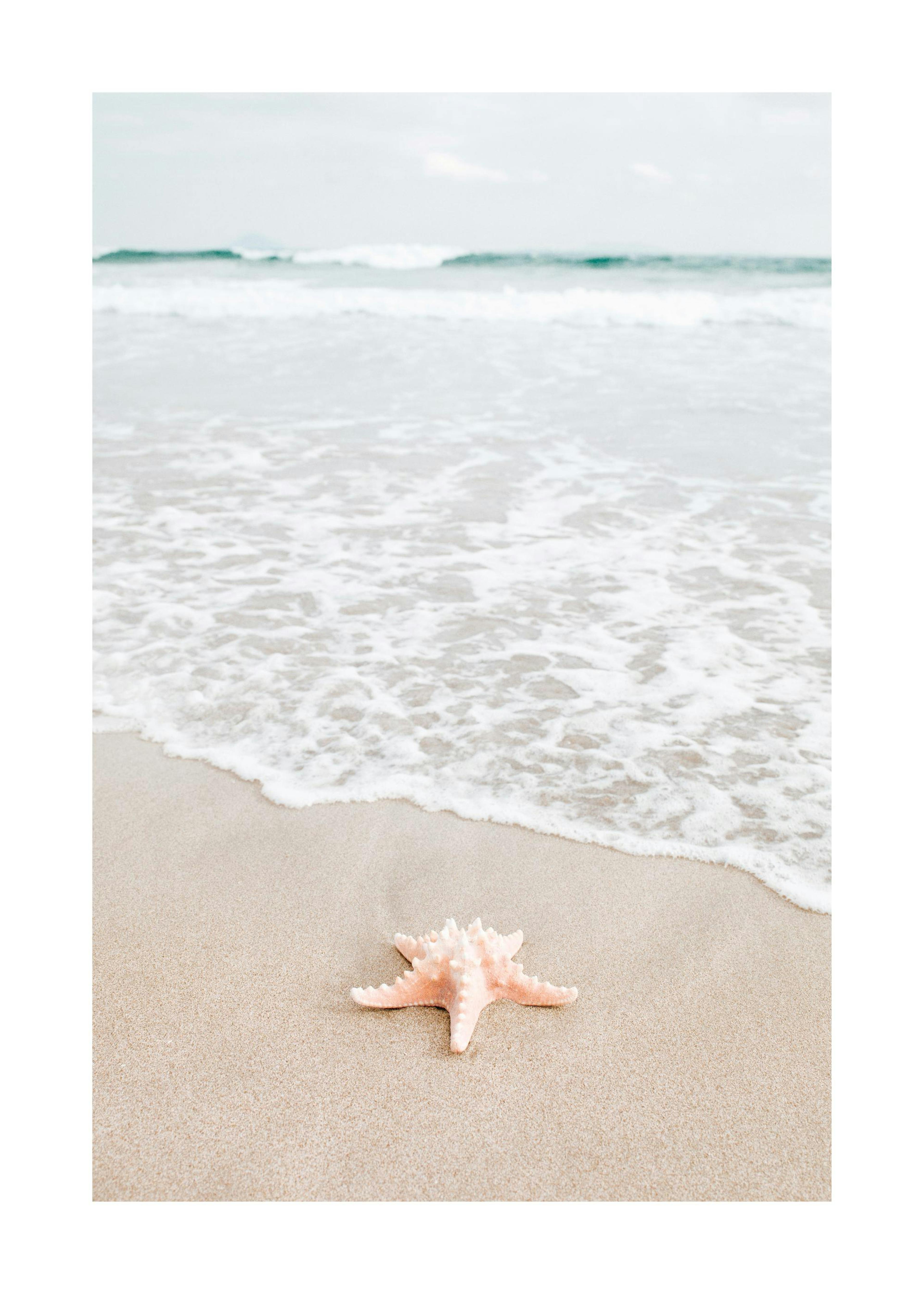 Poster Starfish in Focus
