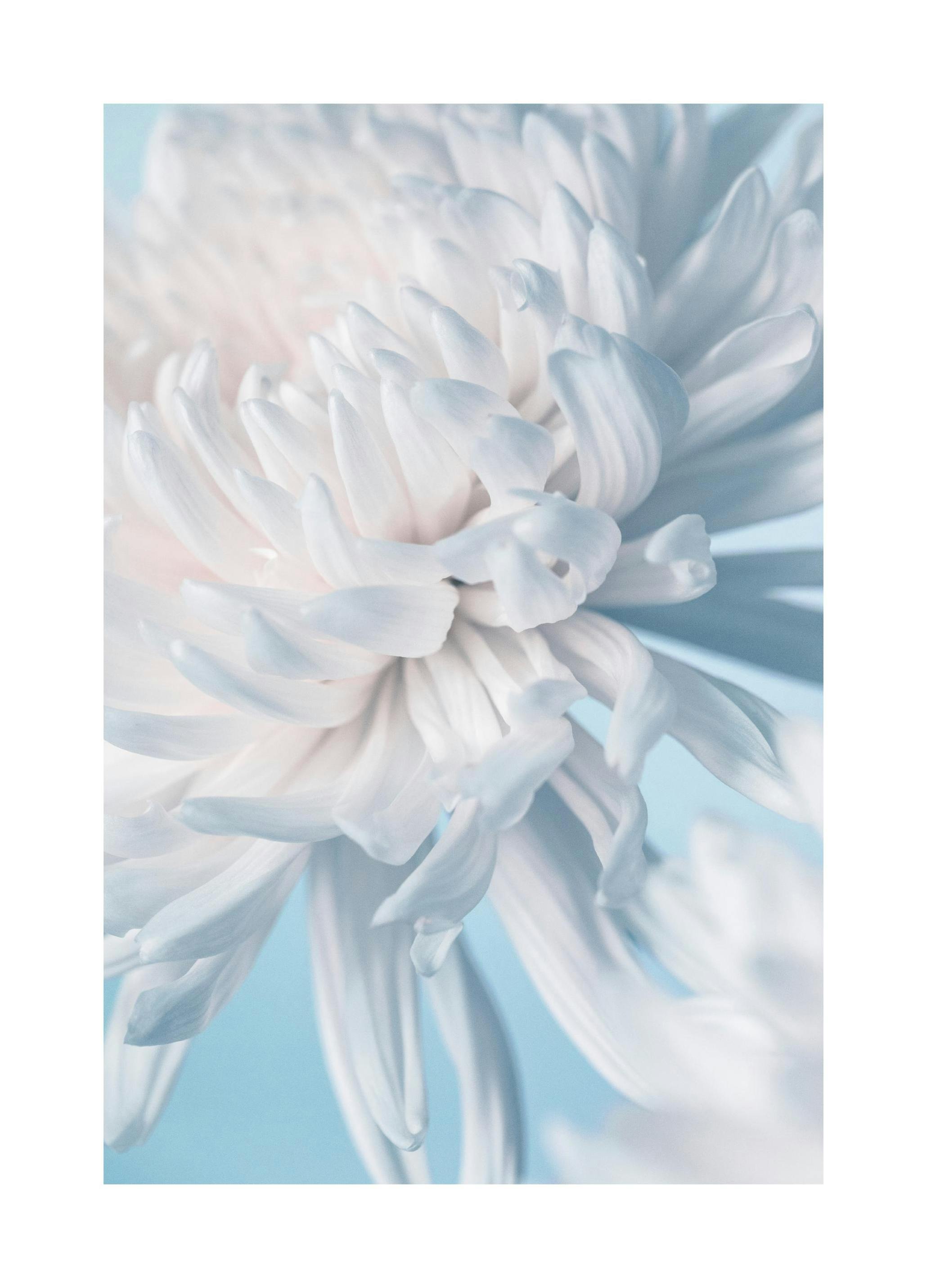 Pastelowy kwiat Plakat (50x70 cm) - Poster Store