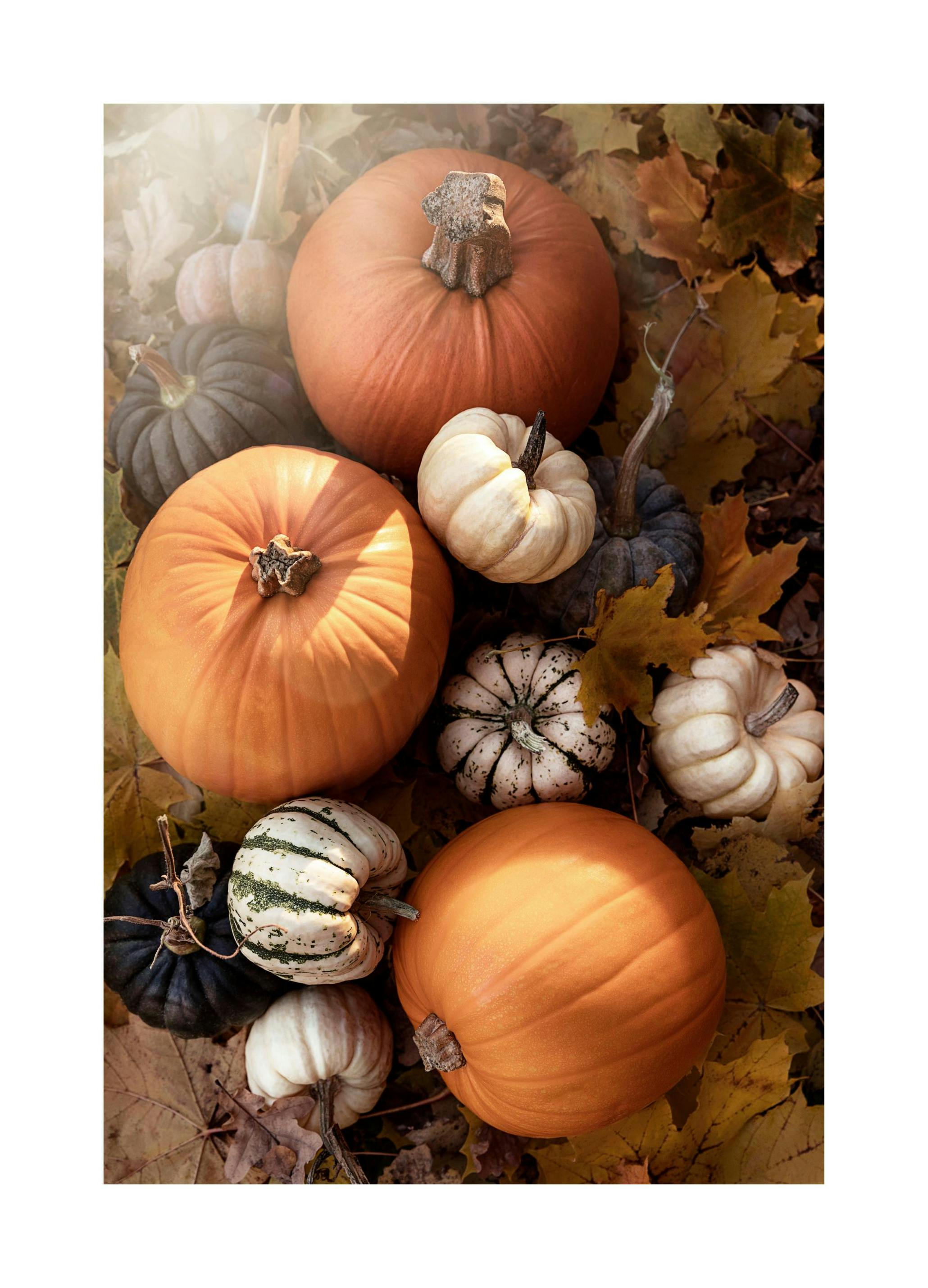 Pompoenen Poster (21x30 cm) - Poster Store