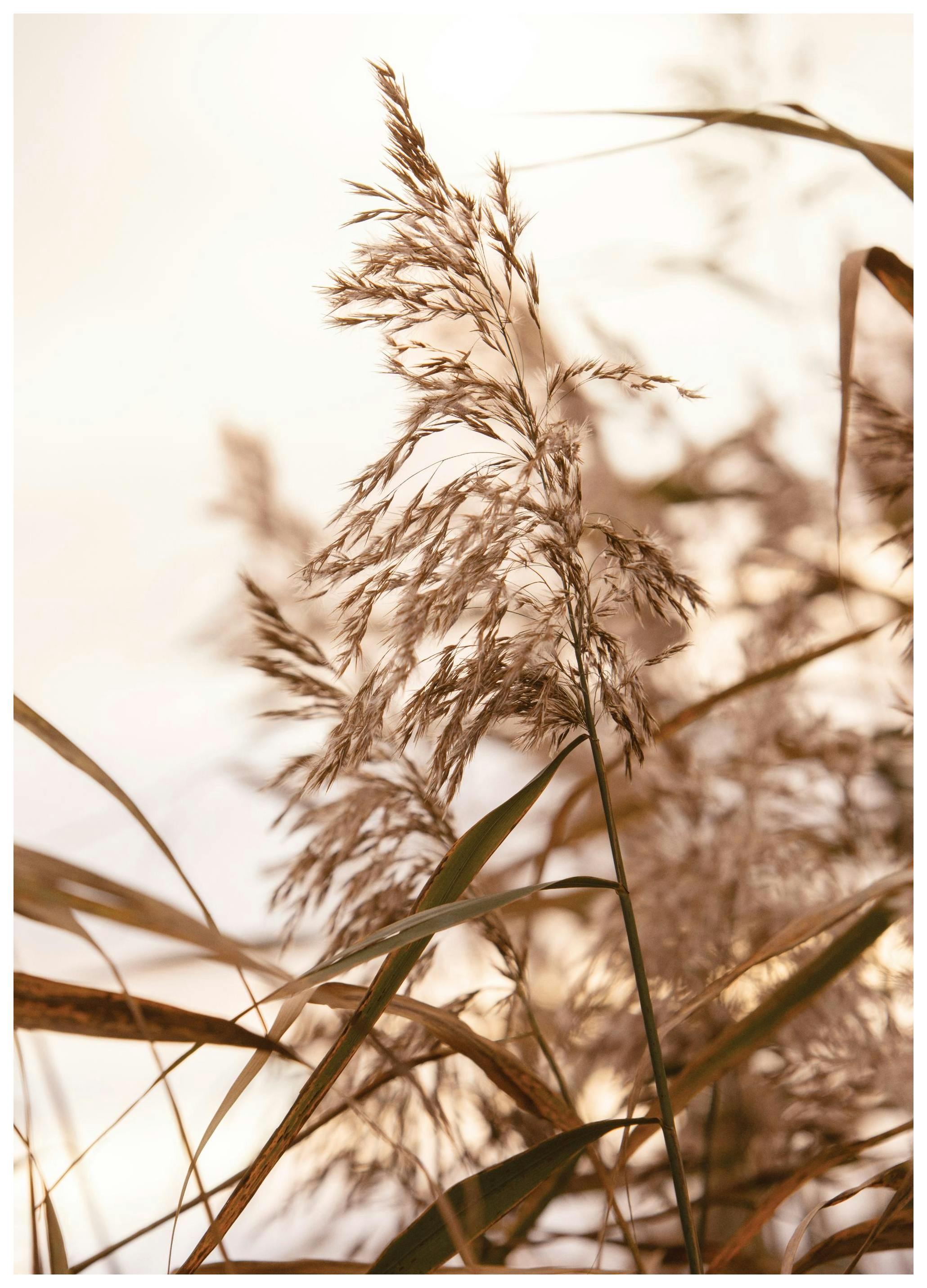 Riet in Zonsopgang Poster (50x70 cm) - Poster Store