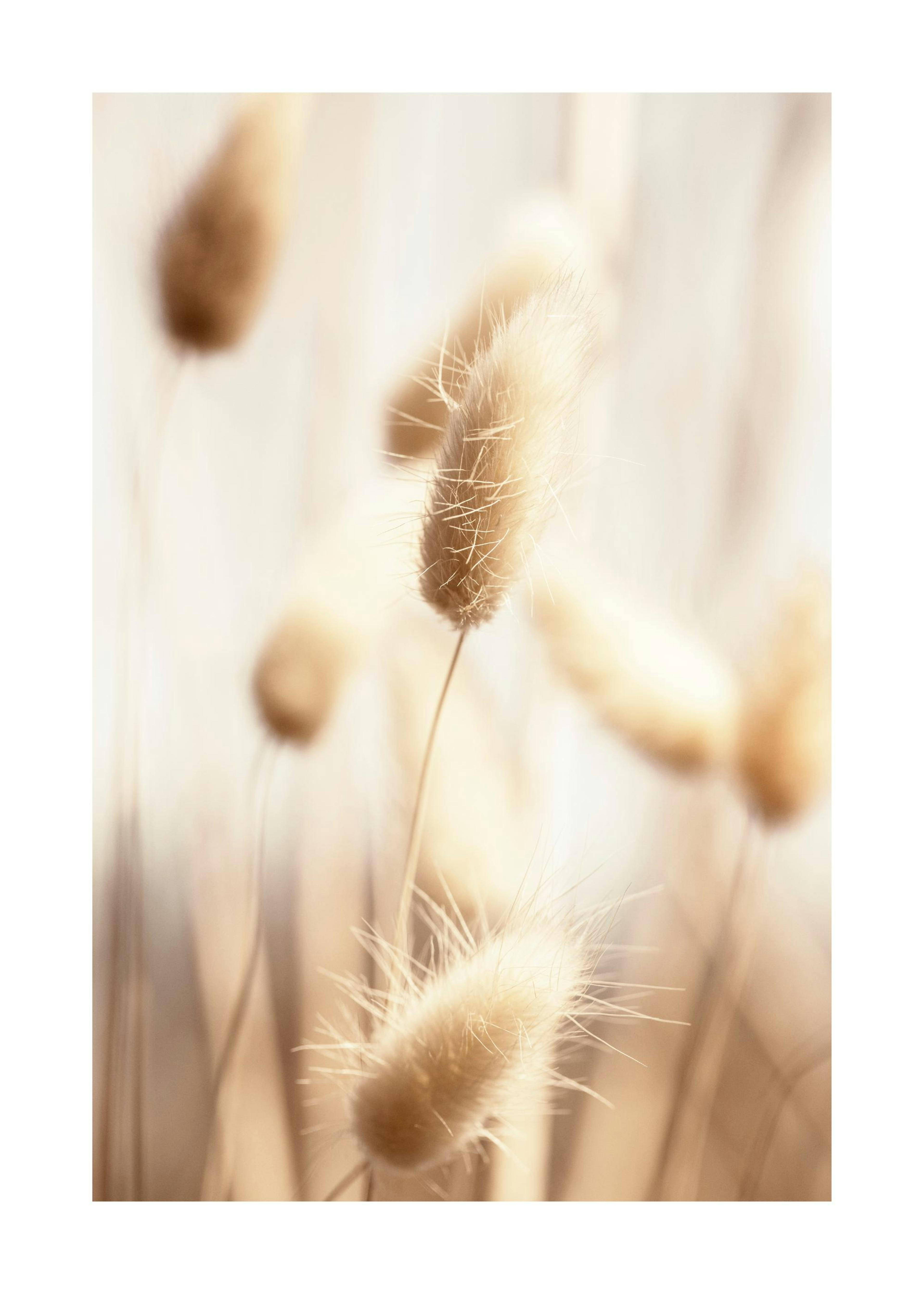 Beige Bunny Tail Grass Poster 0