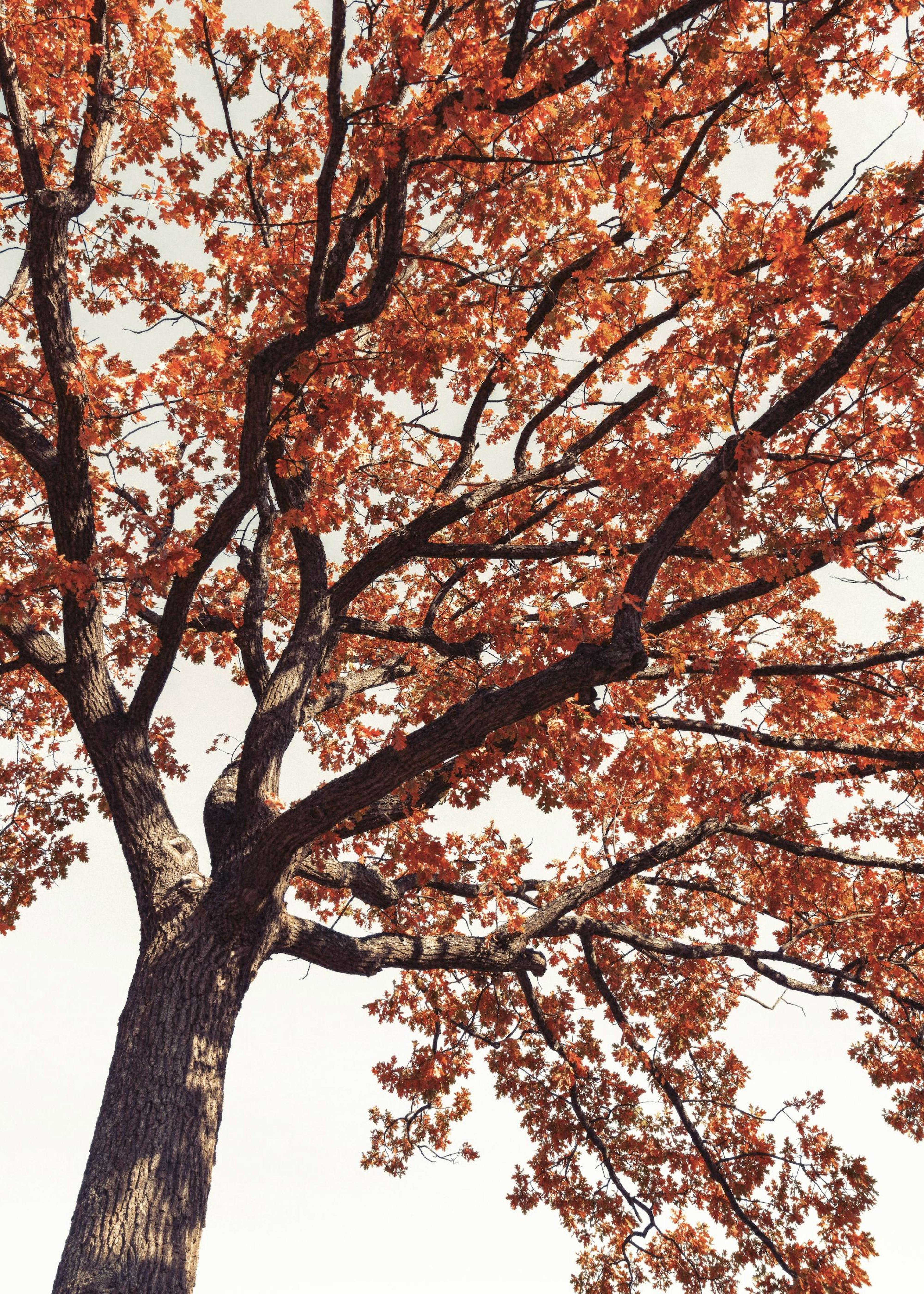 Red Tree Crown Poster 0