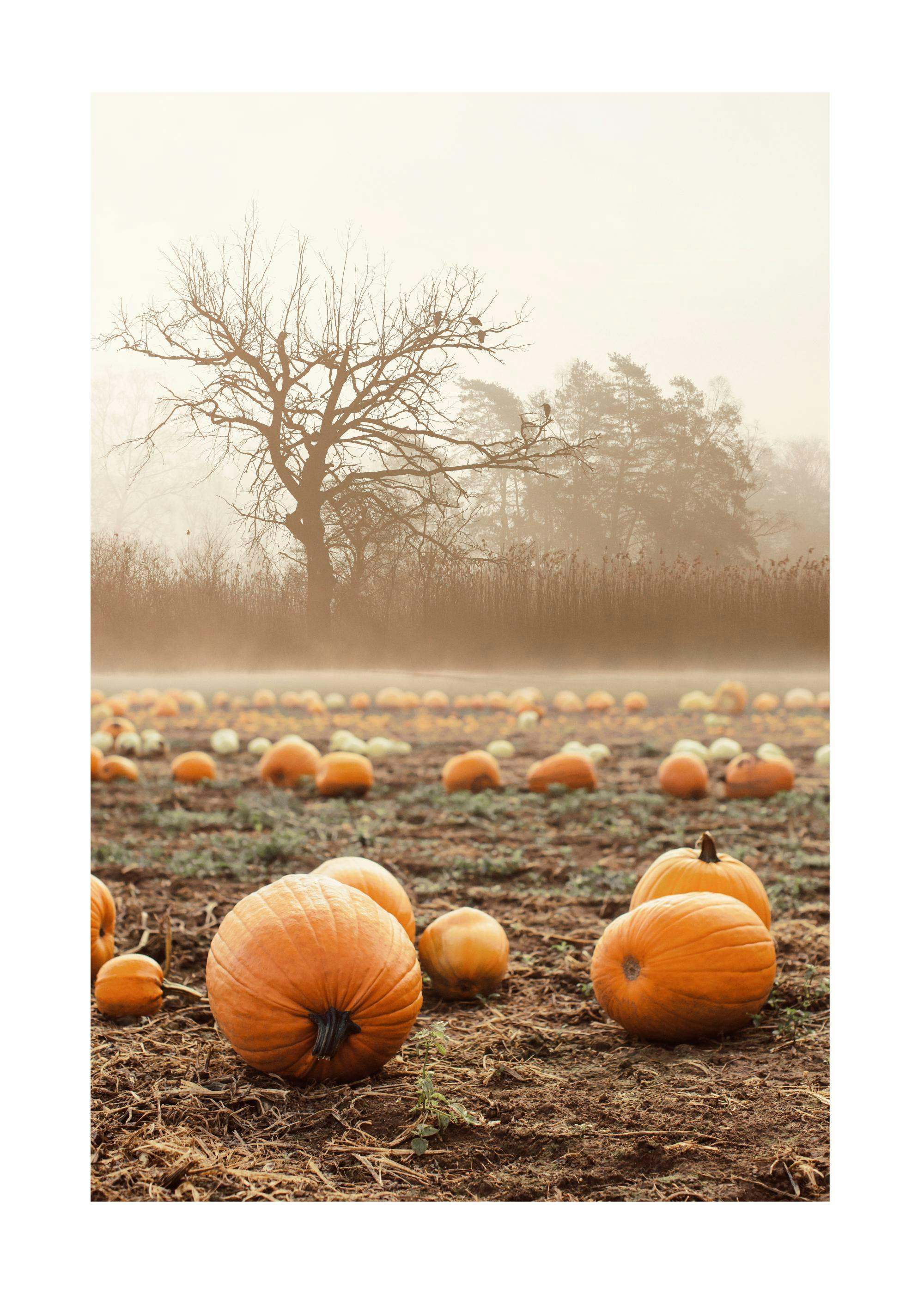 Pumpkin Field Poster 0