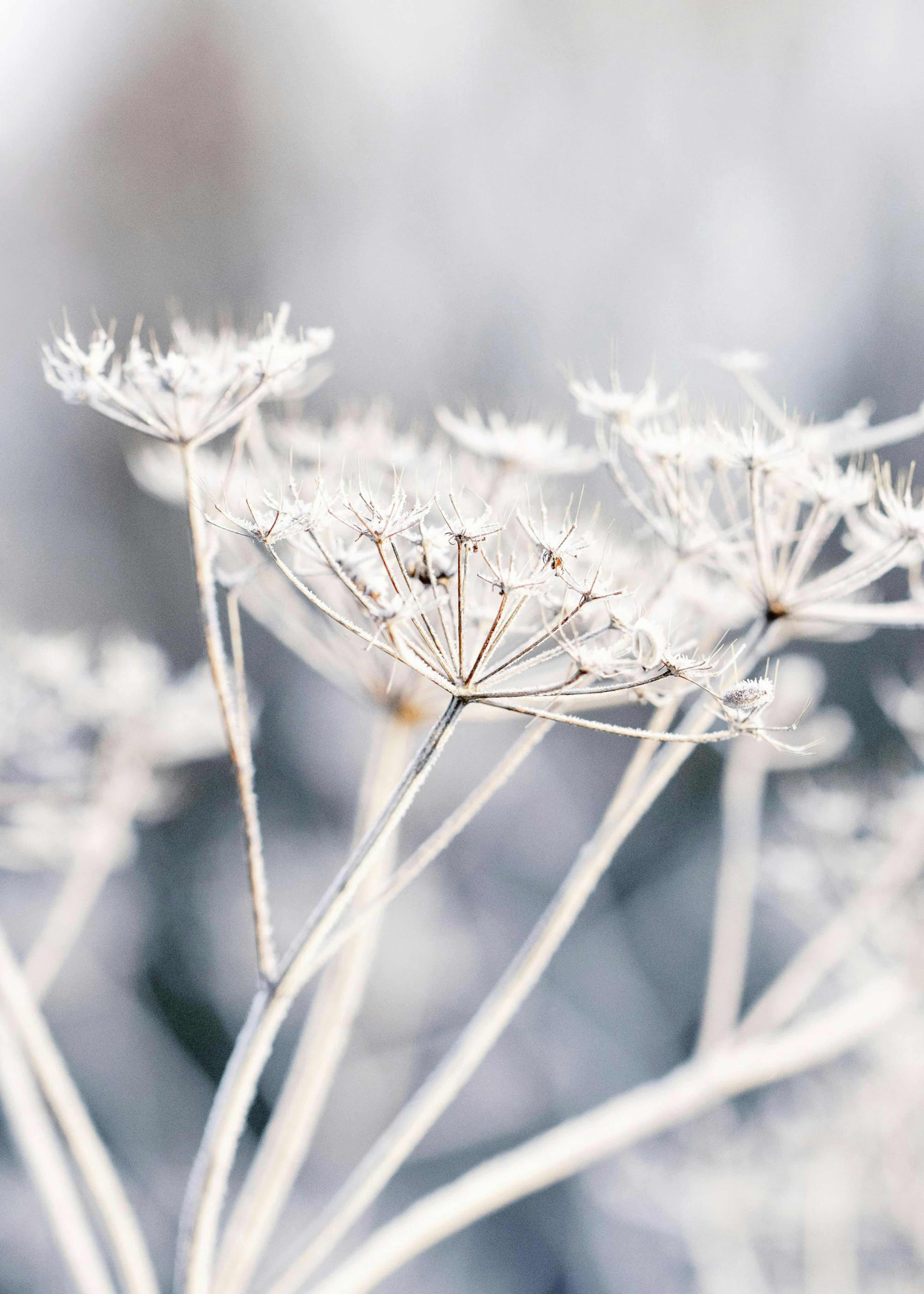 Frozen Flower Poster 0