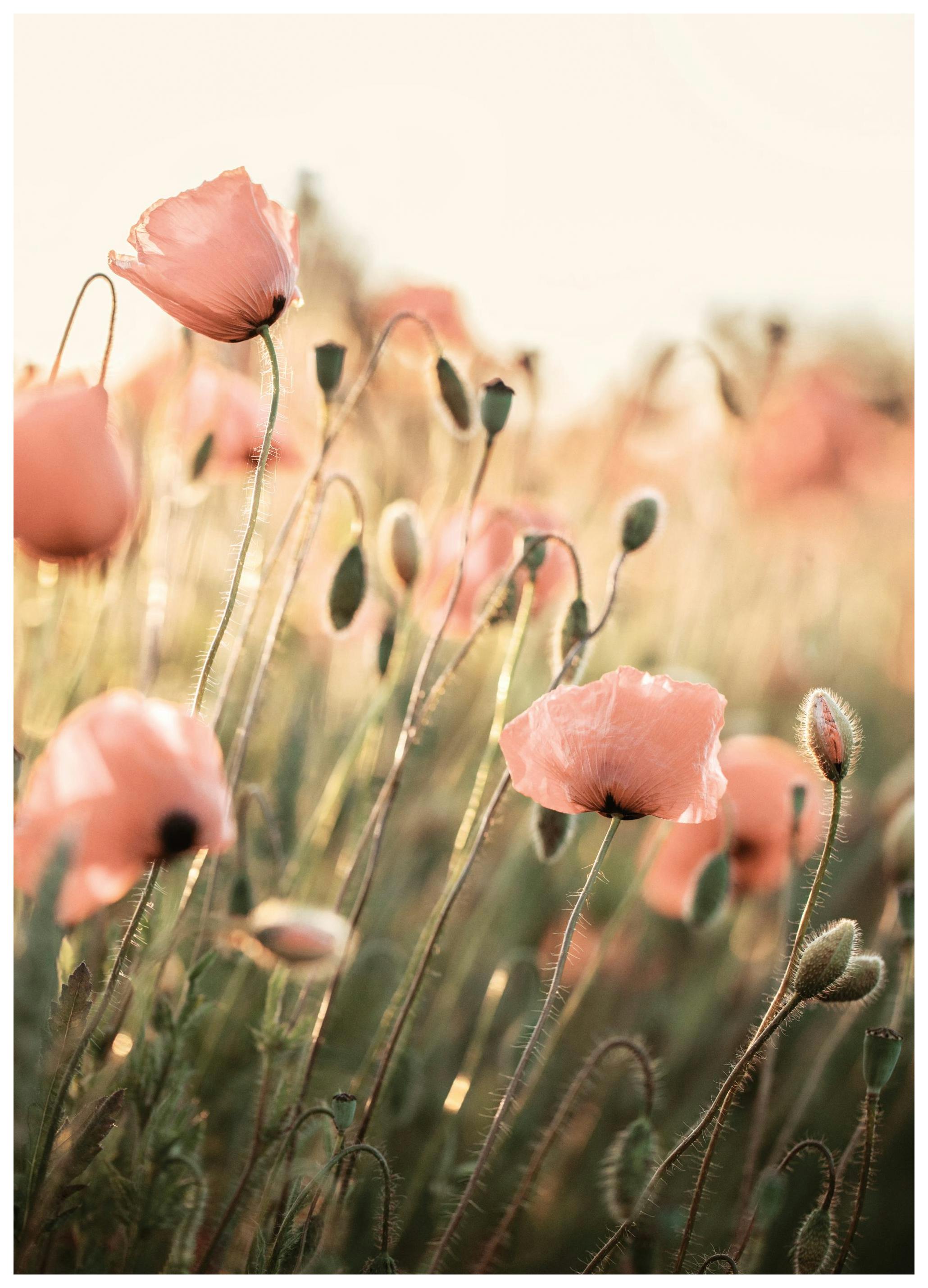 Roze Klaproos Poster (50x70 cm) - Poster Store