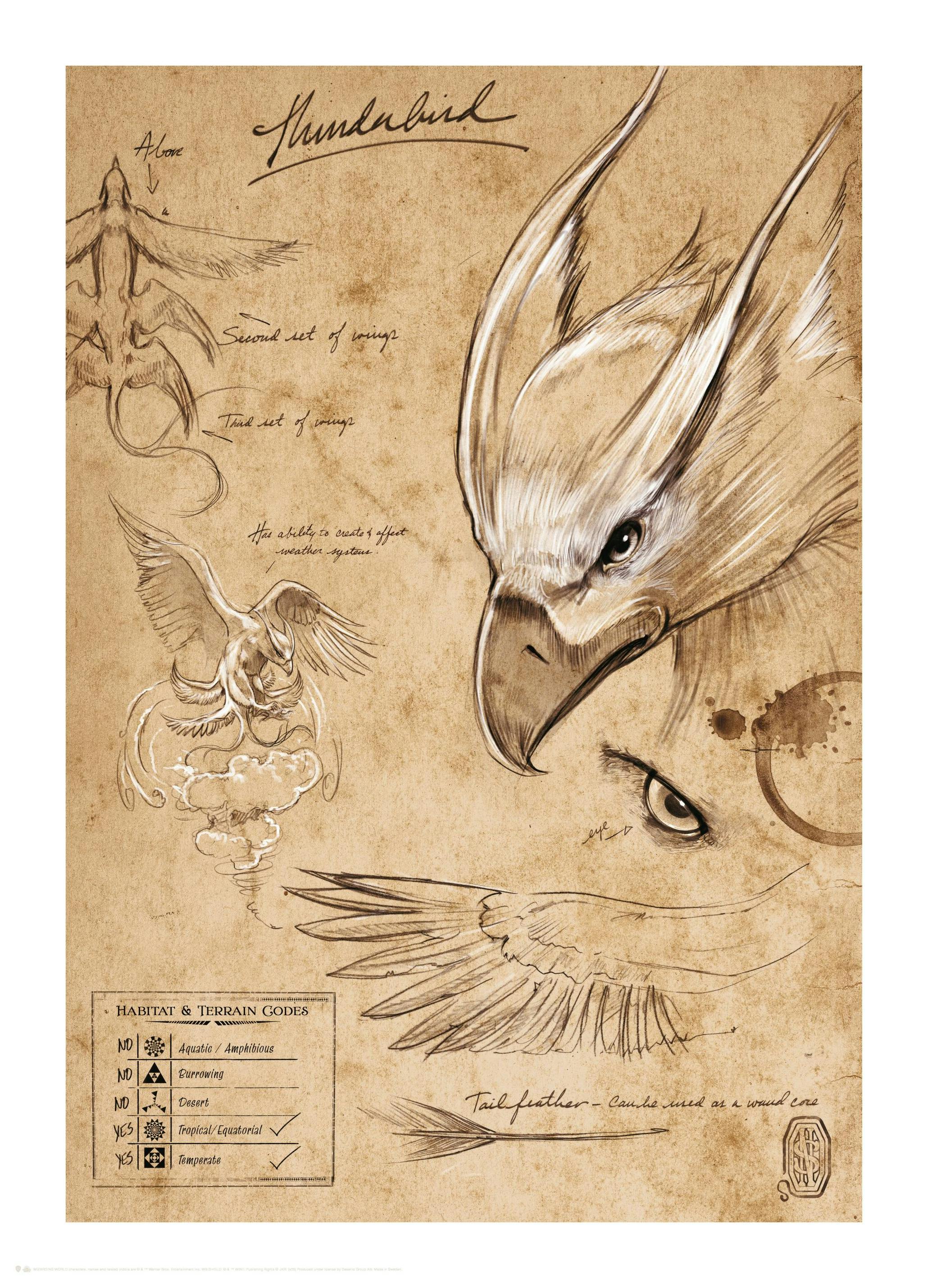 Fantastic Beasts™ - Thunderbird Sketch Poster (30x40 cm) - Poster Store