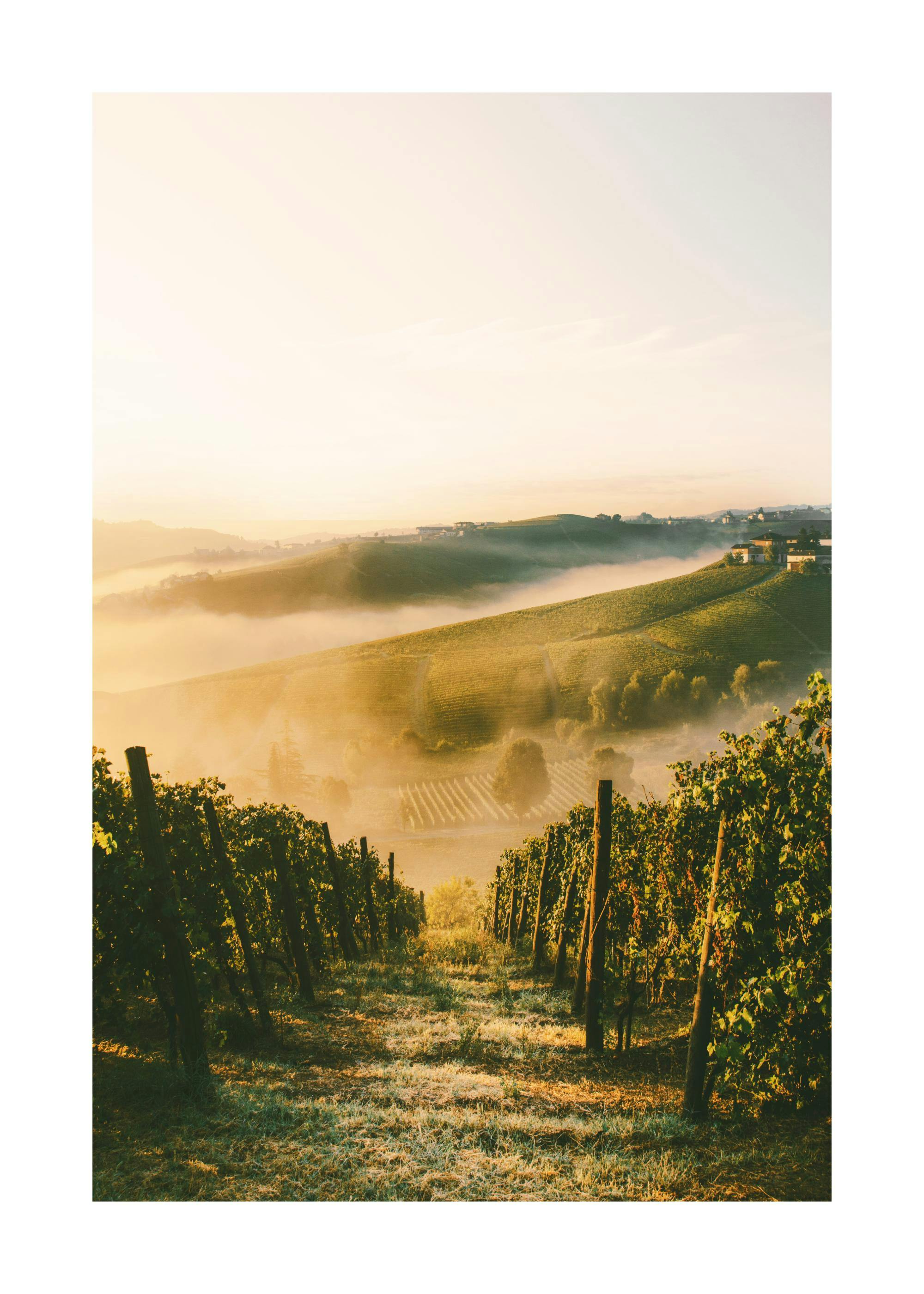 Vignoble Poster 0