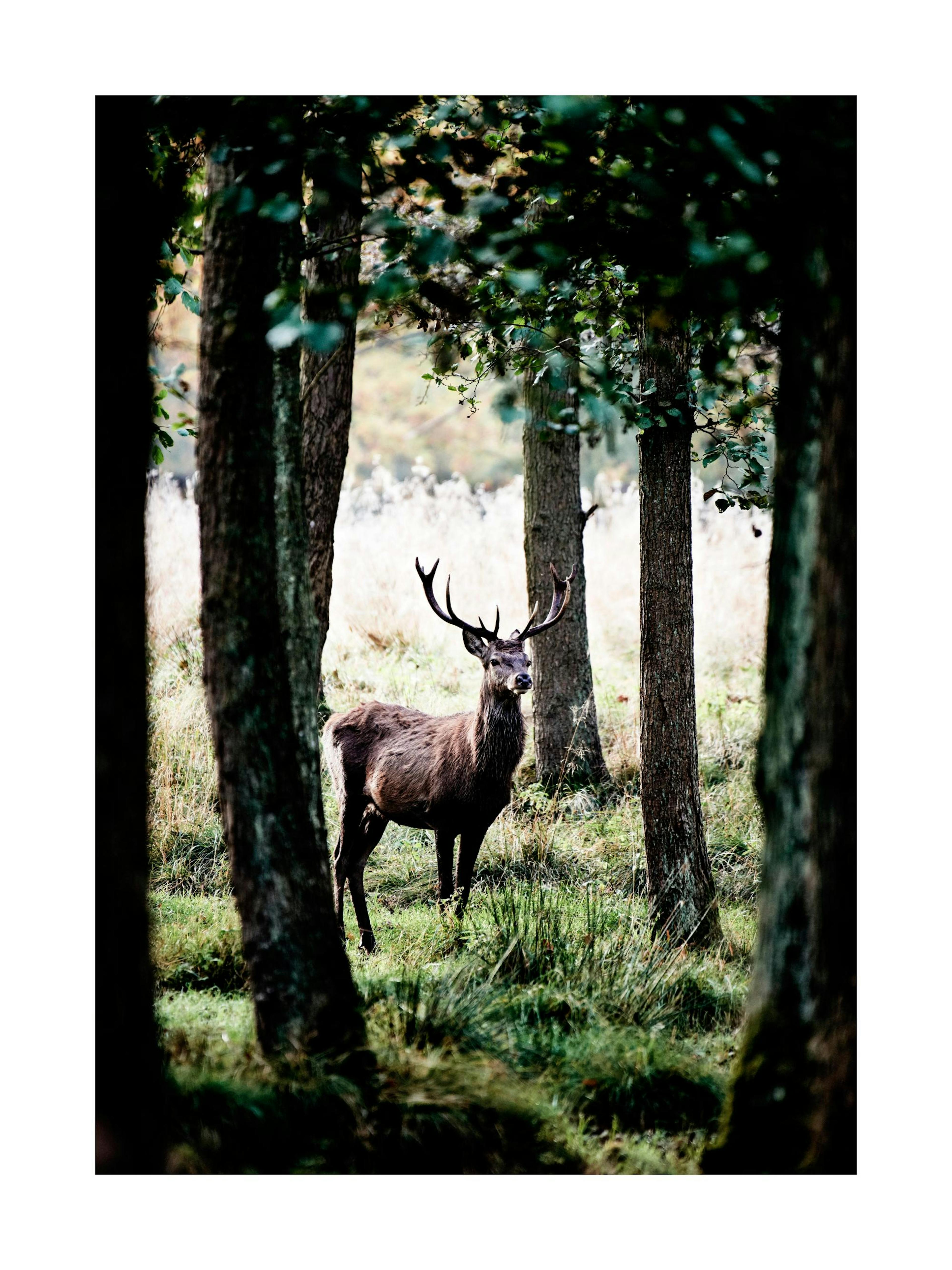 Stag Poster thumbnail