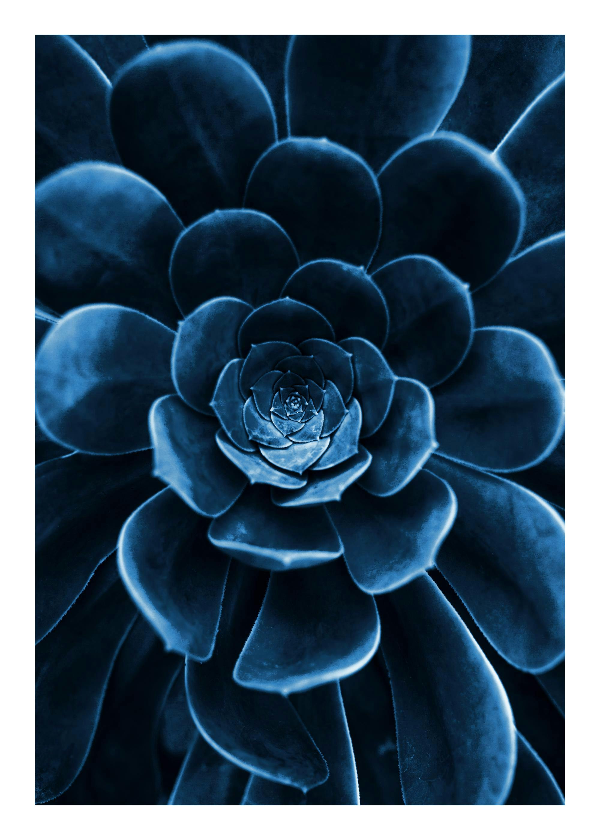 Blue flower cactus Poster 0