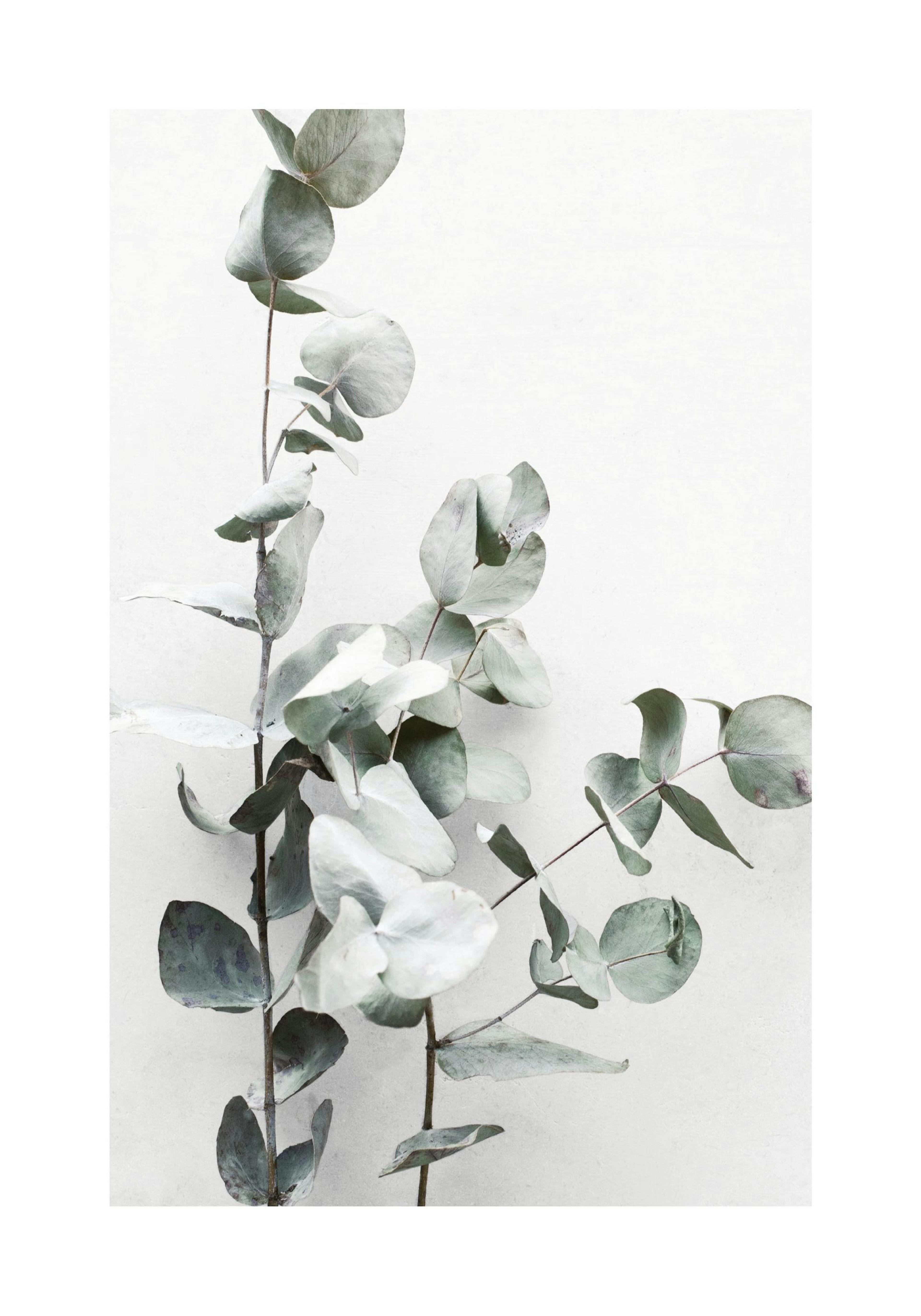 Eucalyptus Branch Poster thumbnail